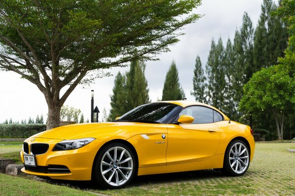 El auto amarillo se encuentra junto a un gran árbol