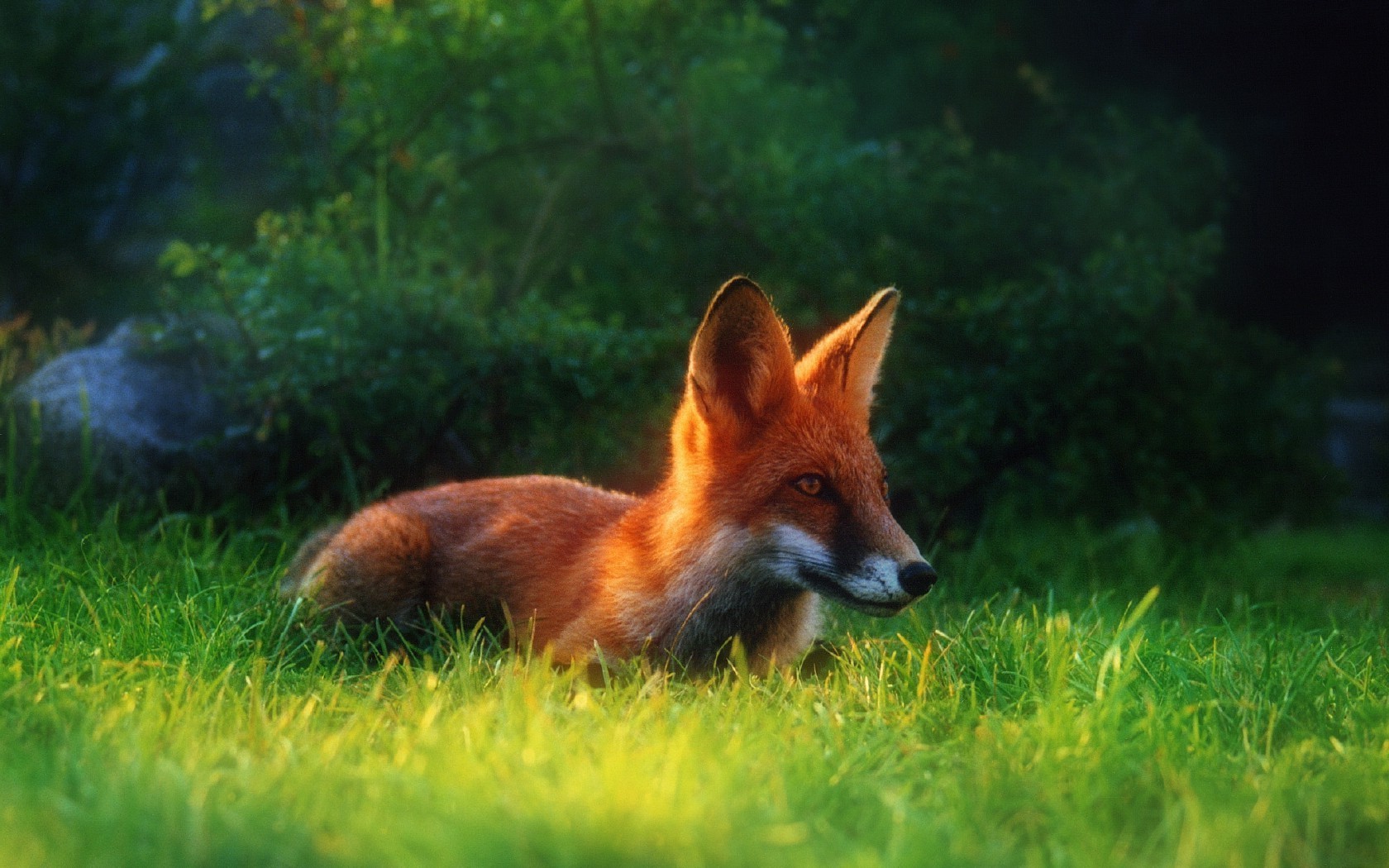 raposa mamífero grama vida selvagem animal natureza pele fofa