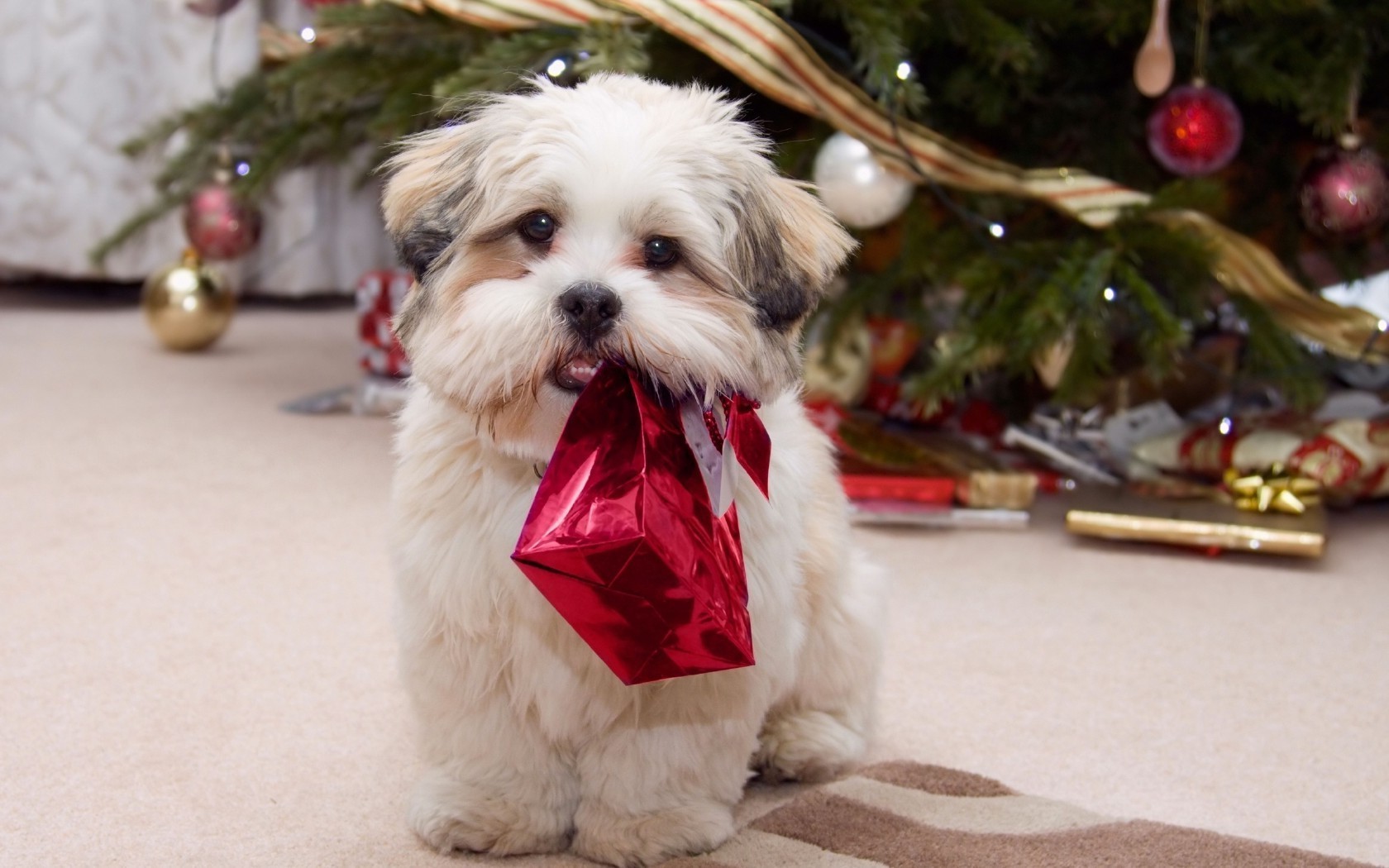 hund weihnachten säugetier hund porträt fell haustier niedlich wenig tier sitzen