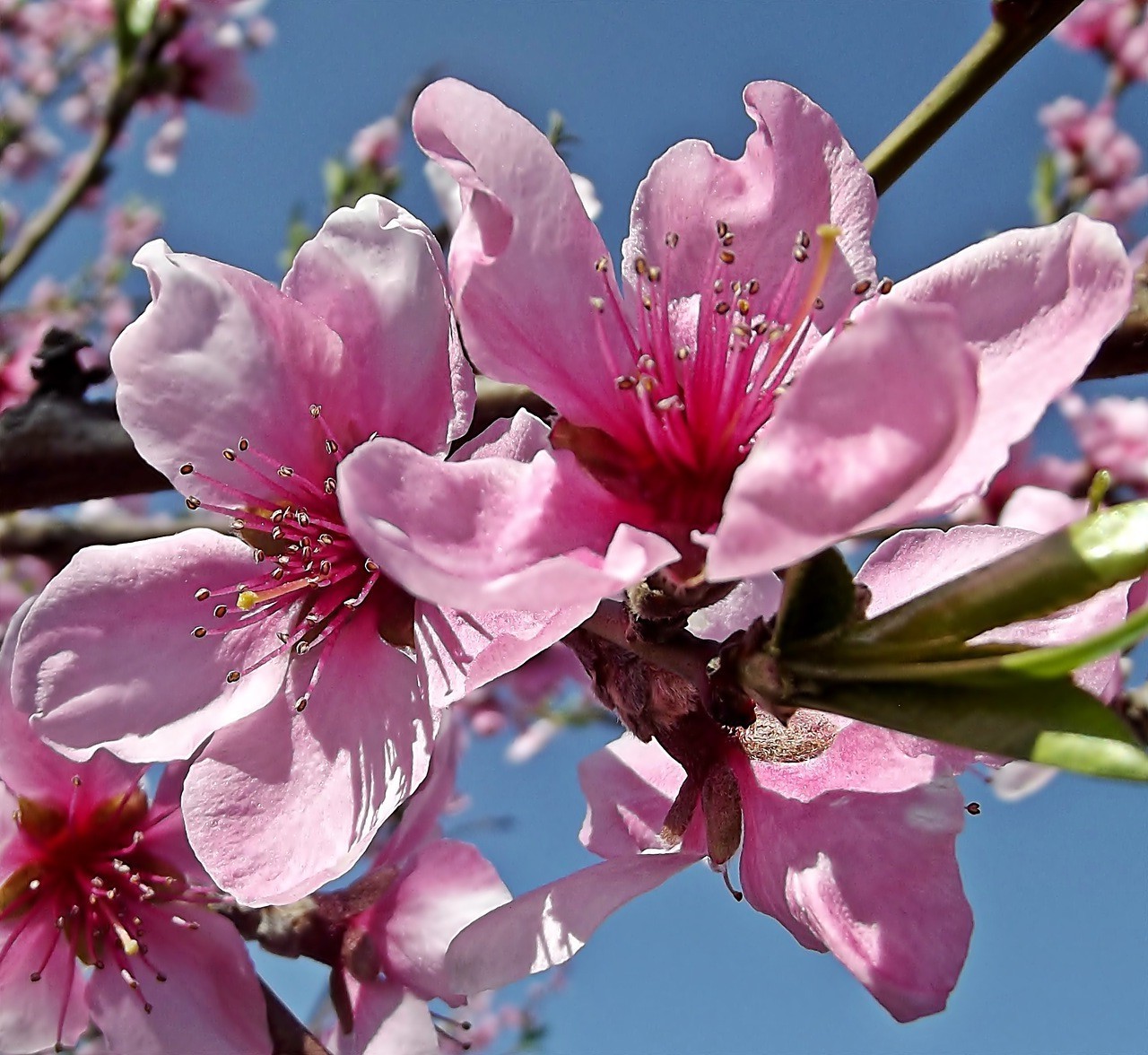 printemps fleur cerise nature branche copain flore arbre croissance feuille jardin bosquet délicat bluming pétale pomme prune lumineux floral pêche