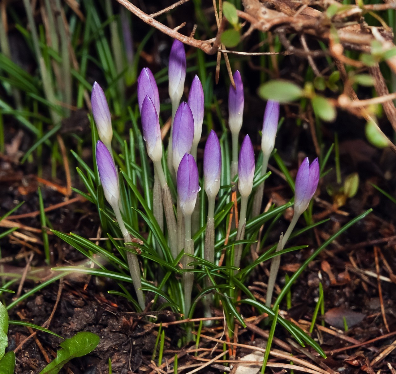 printemps crocus fleur nature flore herbe début floral feuille pâques jardin bluming safran saison pétale parc croissance sol gros plan printemps à l extérieur