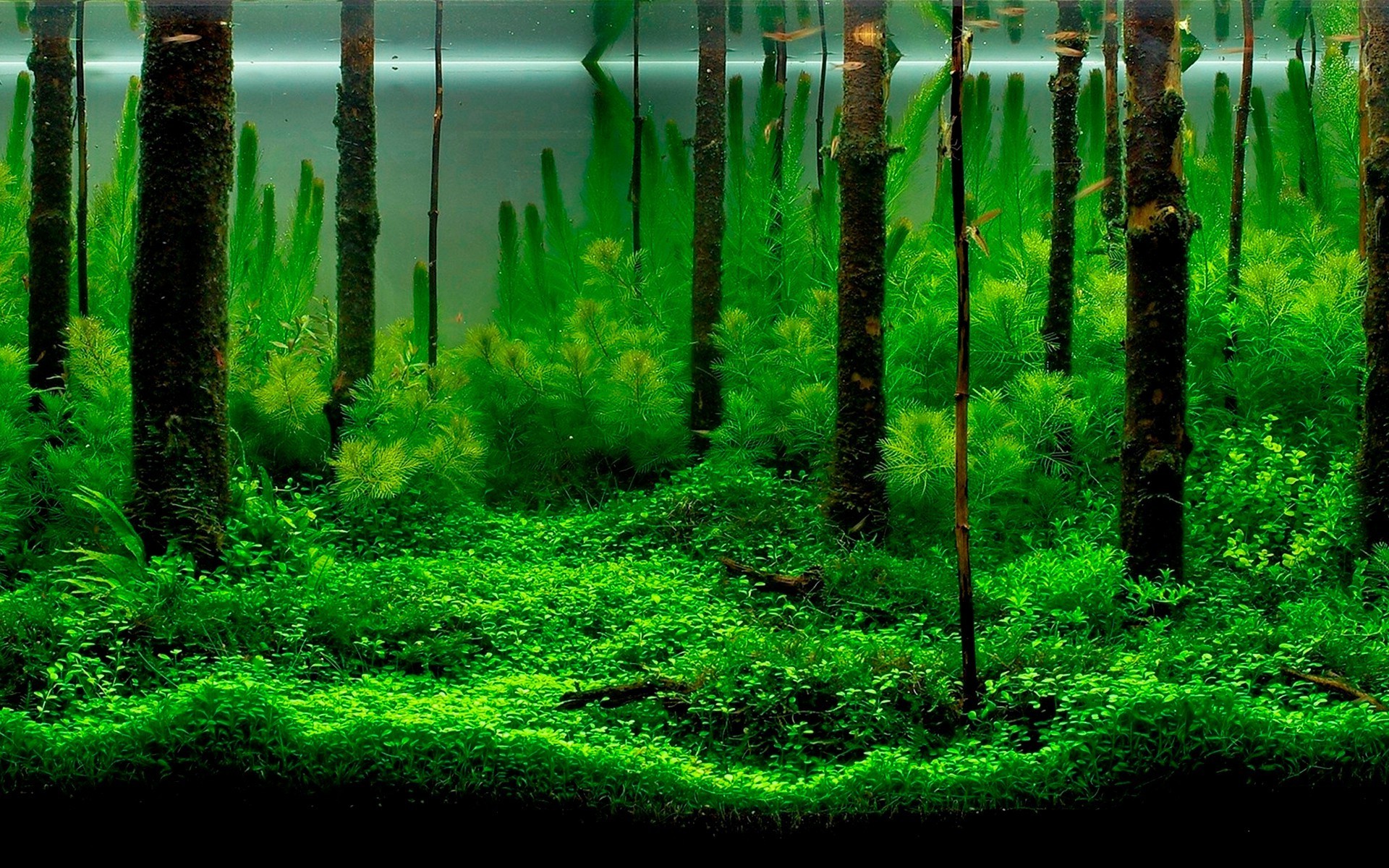 bewohner von ozeanen und flüssen holz natur blatt dämmerung baum landschaft licht im freien wachstum park garten gras üppig