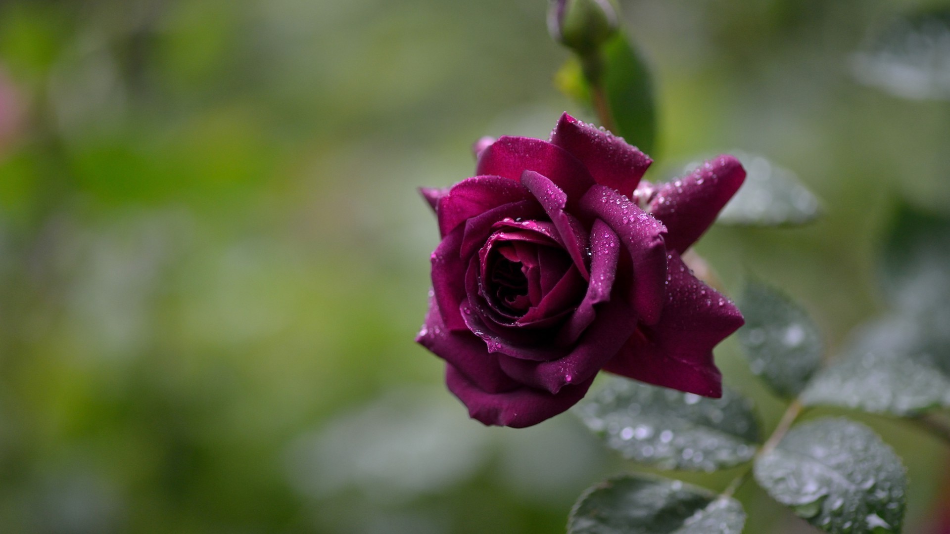 tröpfchen und wasser blume rose natur flora blatt garten blumen blütenblatt blühen schön sommer farbe schließen hochzeit liebe romantisch romantik im freien