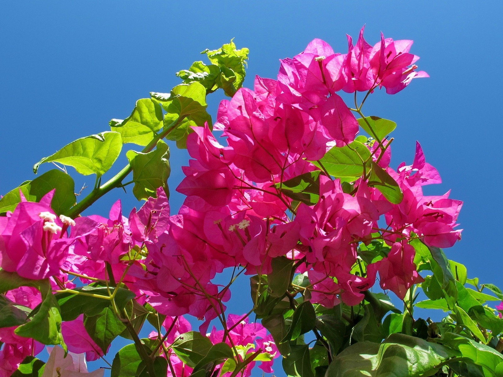 花 自然 花 植物 花园 夏天 叶 盛开 花瓣 花卉 美丽 明亮 颜色 季节 公园 生长 植物 分支 特写