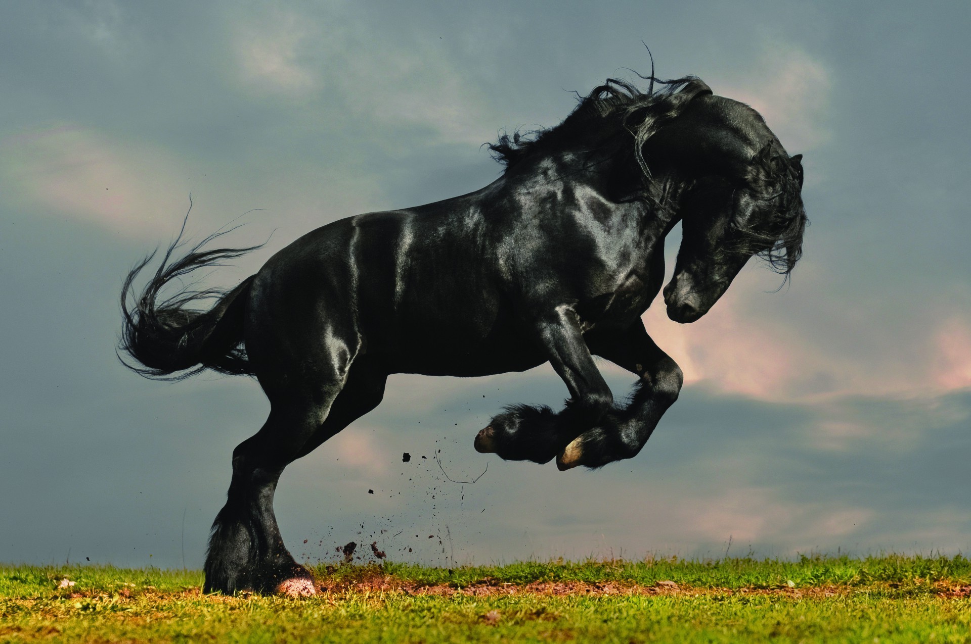 cavalos mamífero cavalaria animal mare campo cavalo fazenda grama equestre garanhão feno