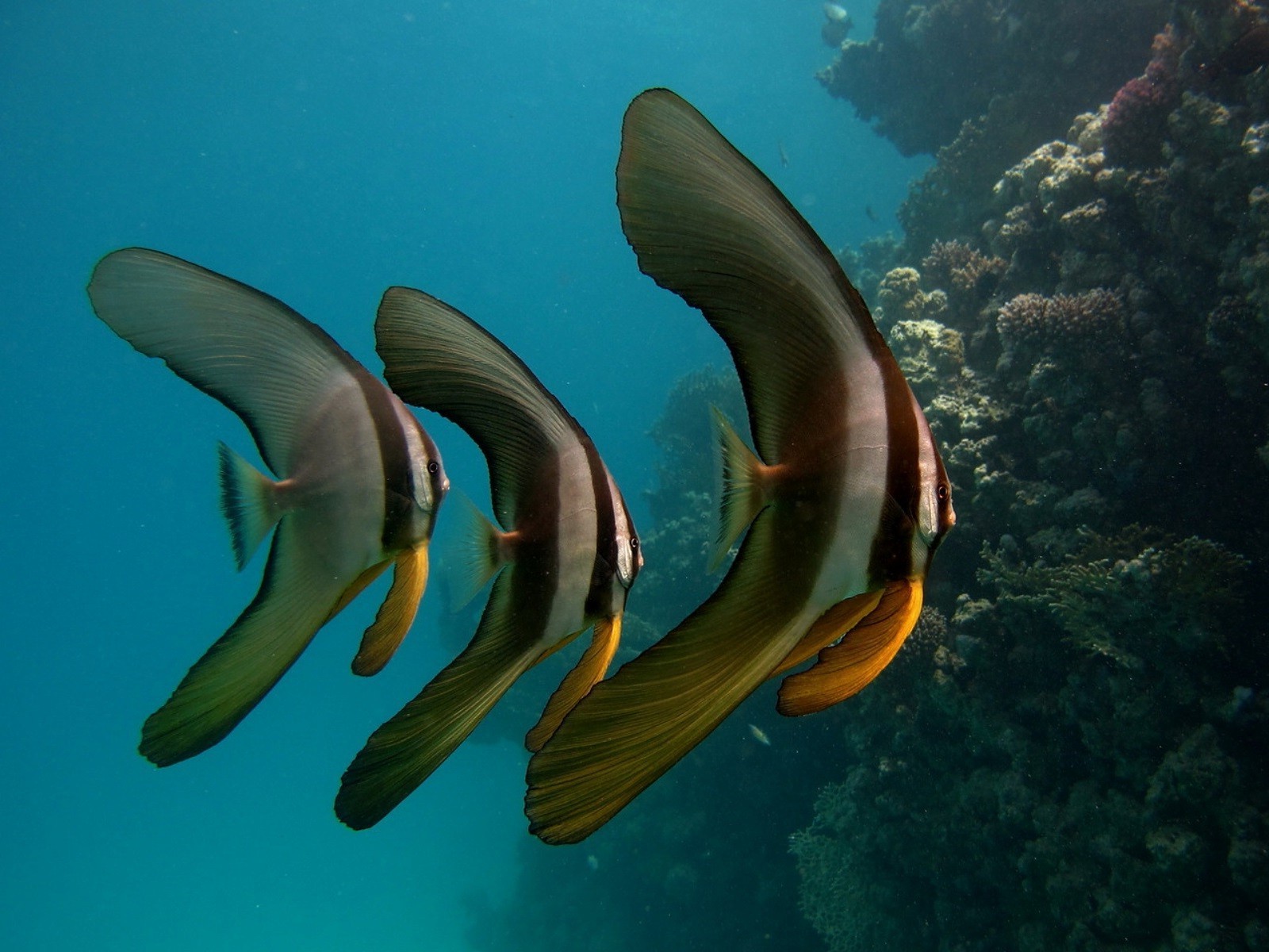 habitantes dos oceanos e rios debaixo d água oceano peixes mar água coral mergulho recife tropical natação vida selvagem animal fuzileiro naval snorkeling profundo