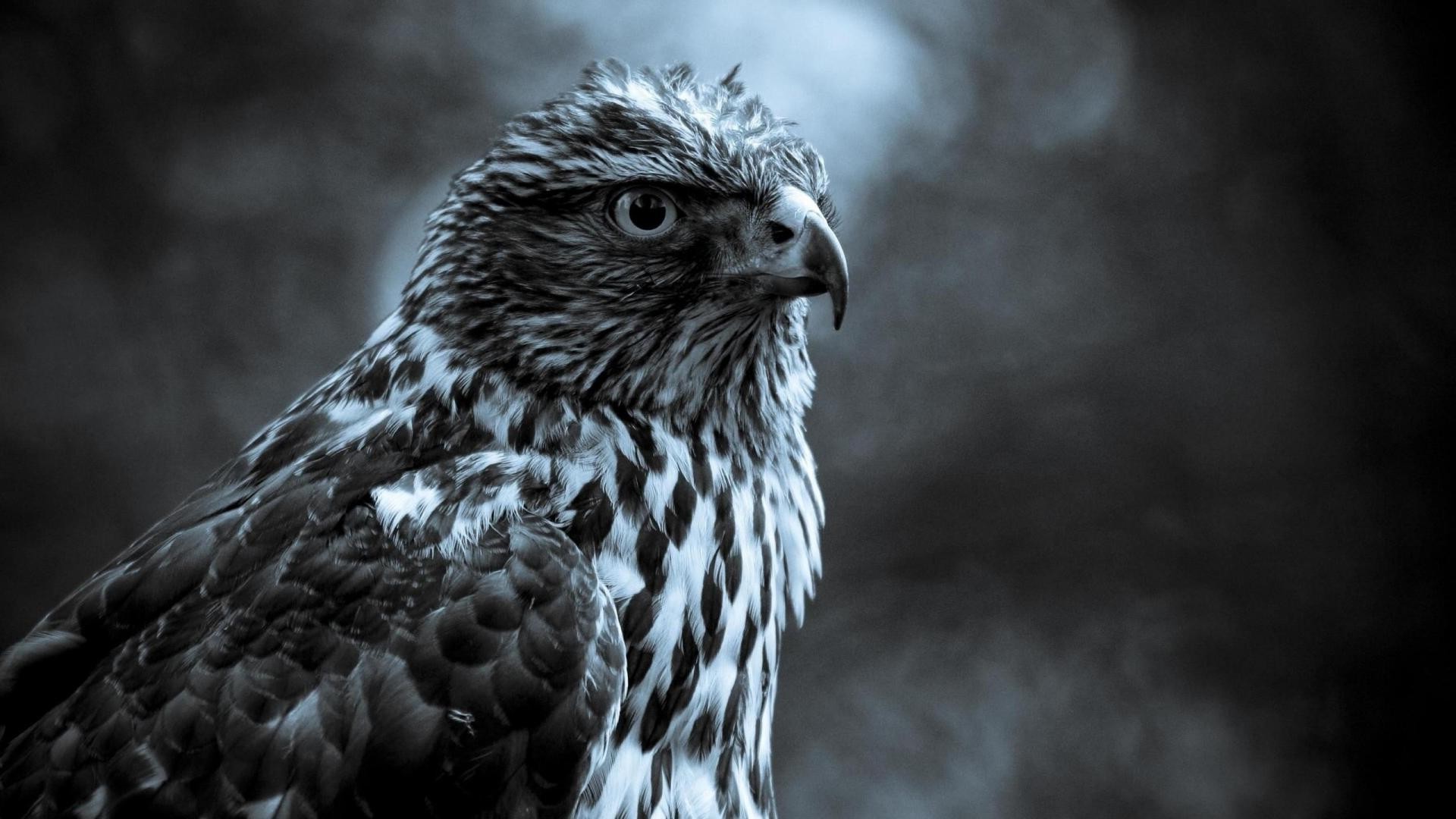 animals wildlife bird raptor animal nature eagle portrait prey