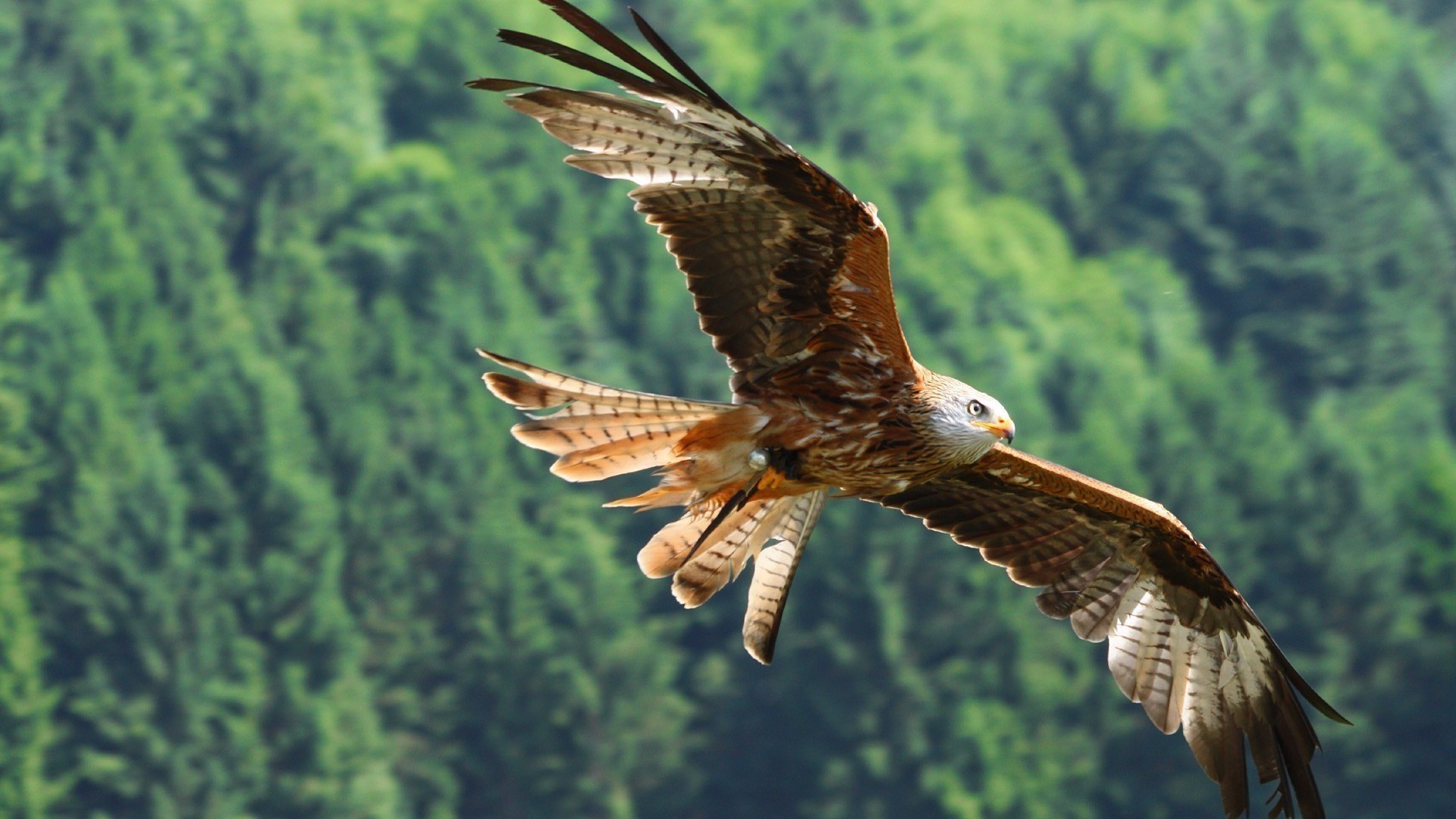 animali rapace uccello aquila natura fauna selvatica preda falco calvo volo all aperto selvaggio falco ala maestoso aquila calva piuma falconeria libertà animale