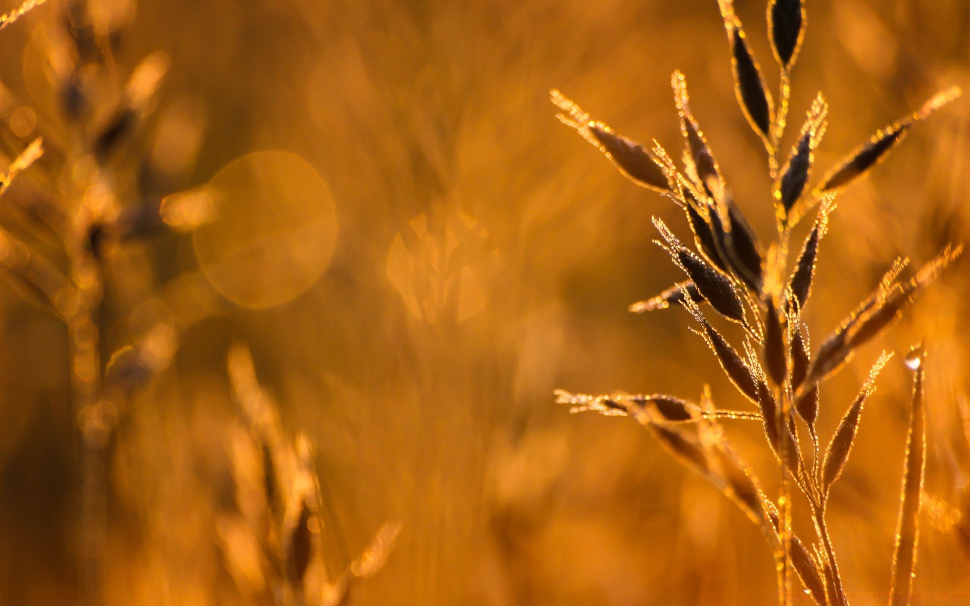 macro cereal nature wheat rural sun field corn gold fair weather pasture summer growth outdoors dry bread countryside crop grass farm