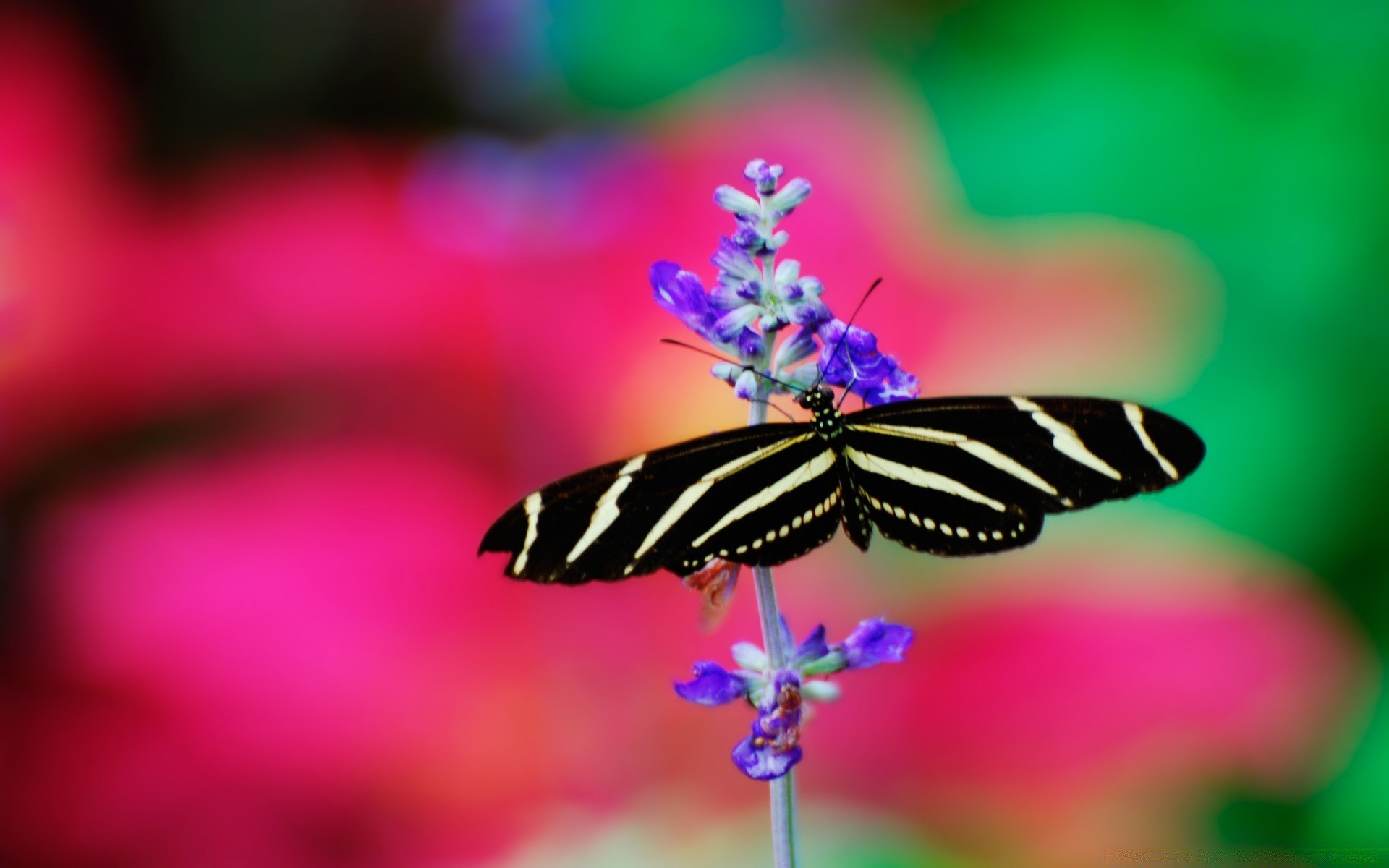 macro butterfly insect nature summer outdoors flower wildlife blur little garden moth leaf delicate bright animal biology wing