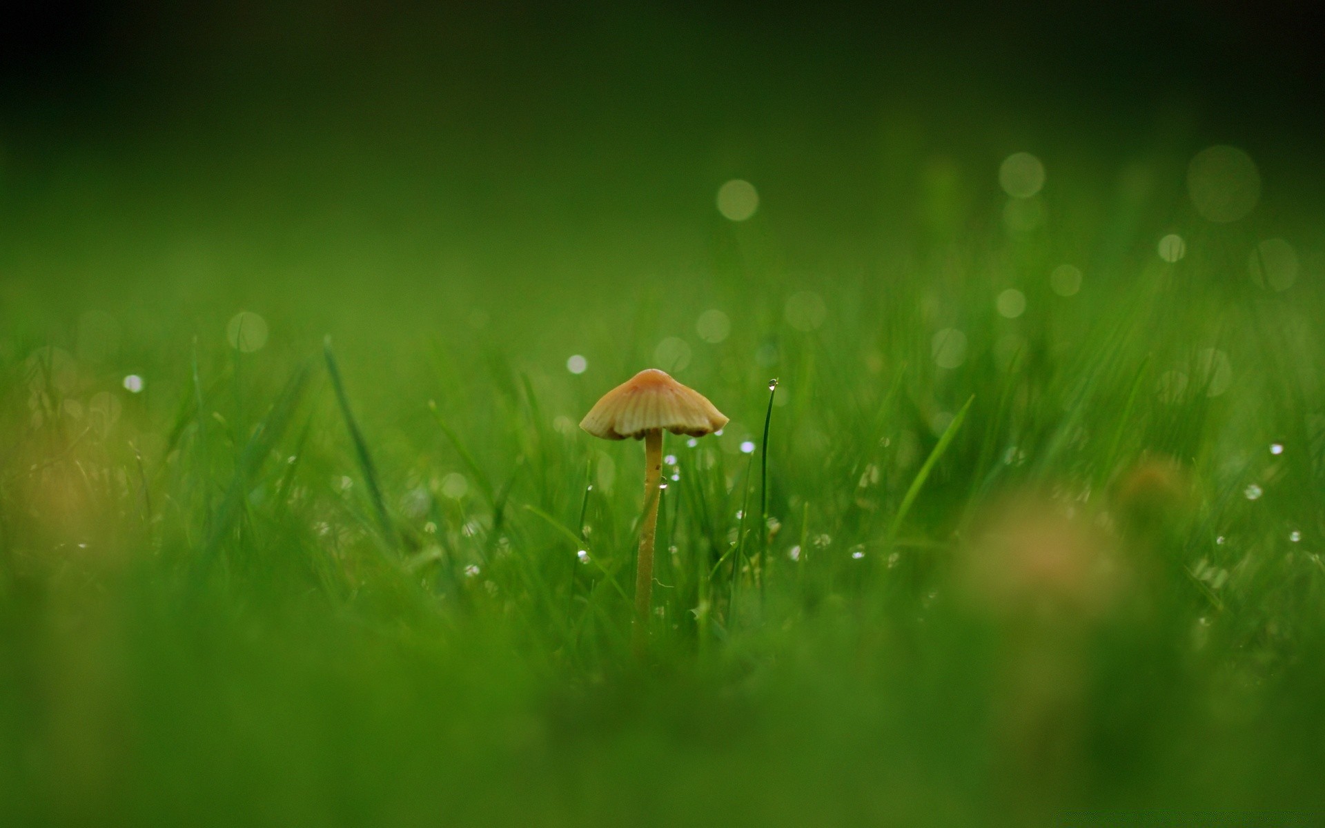 macro erba natura estate rugiada pioggia fieno foglia flora crescita alba caduta prato sole bel tempo ambiente giardino