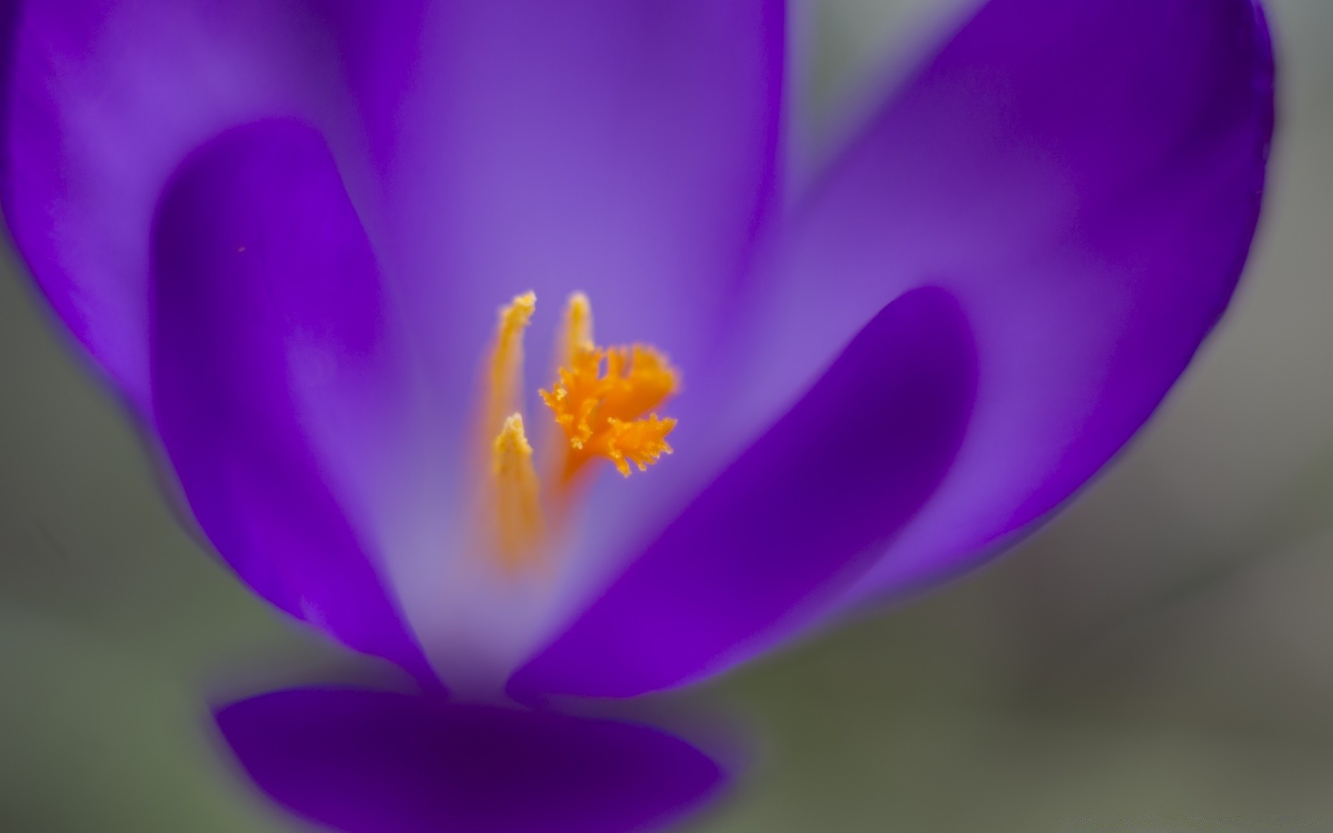 makro kwiat natura rozmycie flora jasny liść delikatny kolor krokus płatek kwiatowy piękny ogród lato wzrost bluming elegancki