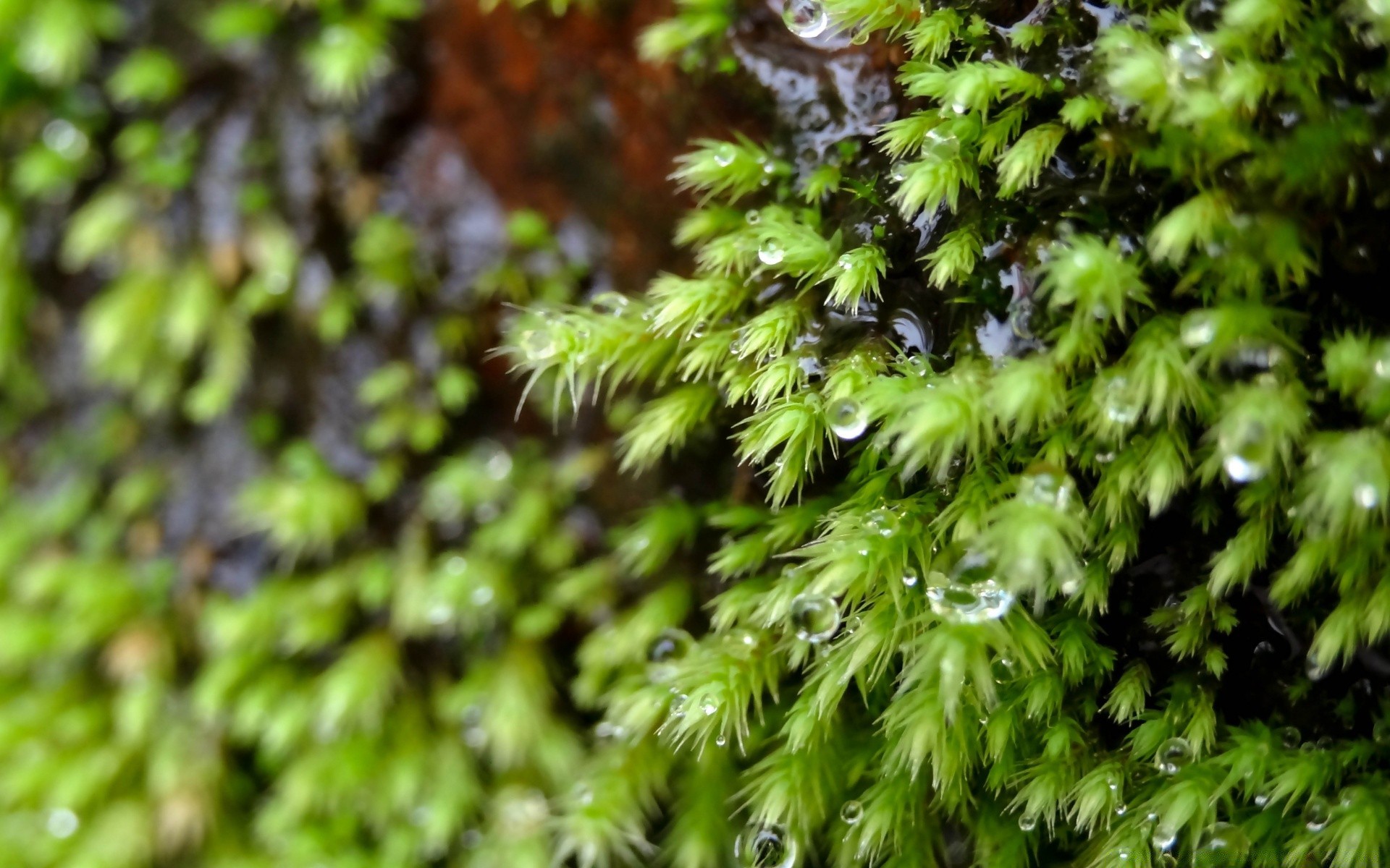 makro liść flora wzrost natura środowisko na zewnątrz lato drzewo bujne drewno zbliżenie świeżość deszcz ogród mech pulpit jasny