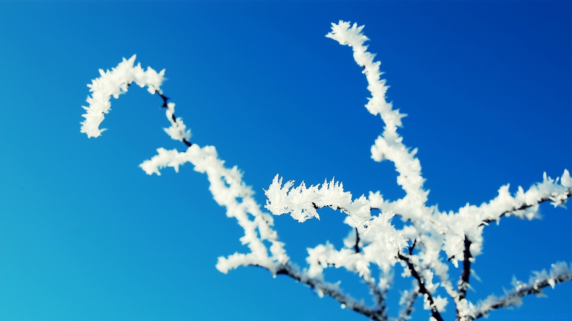 macro frost snow winter nature outdoors weather sky cold season ice bright