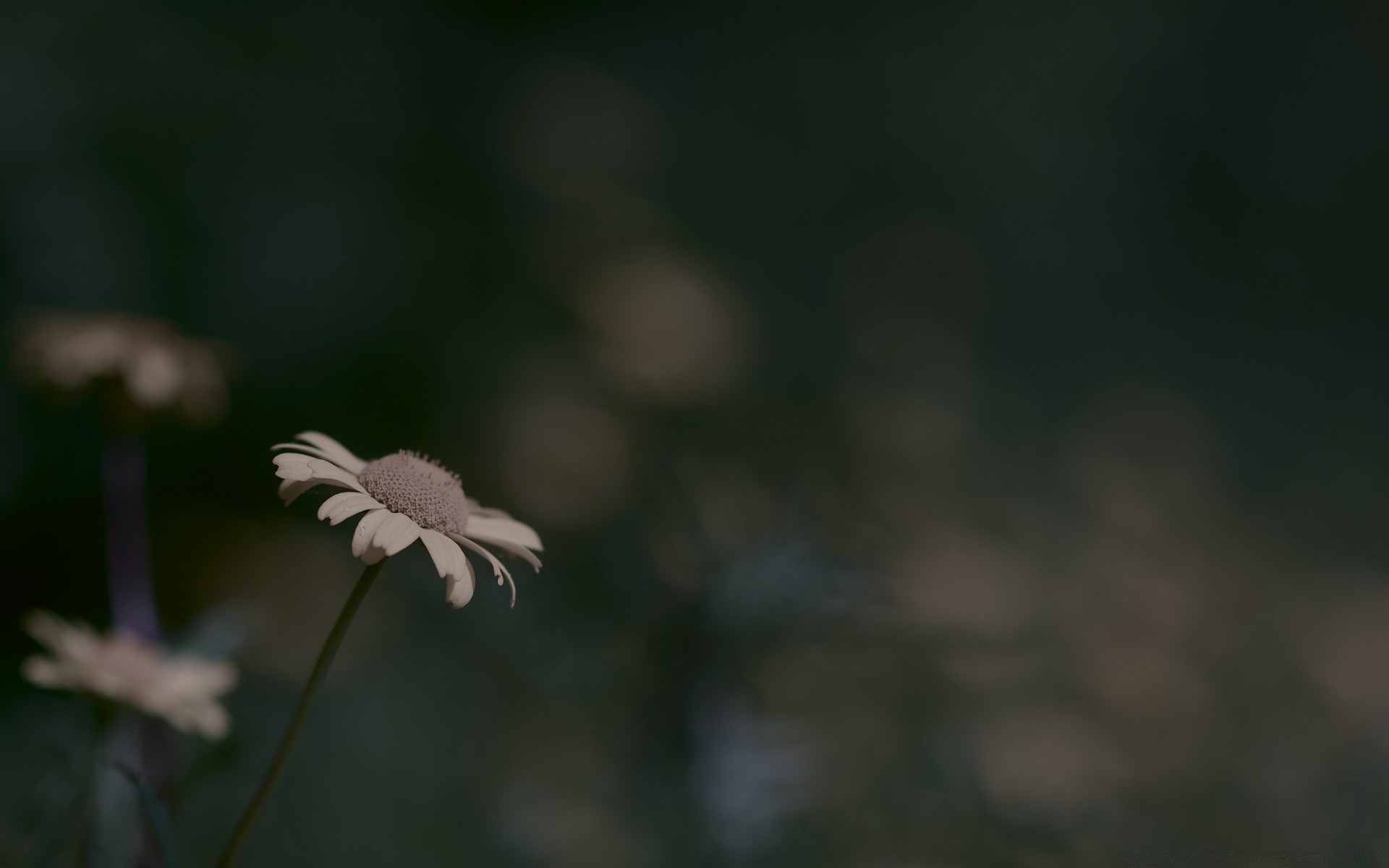 macro natureza flor desfocagem folha verão ao ar livre flora crescimento foco dof