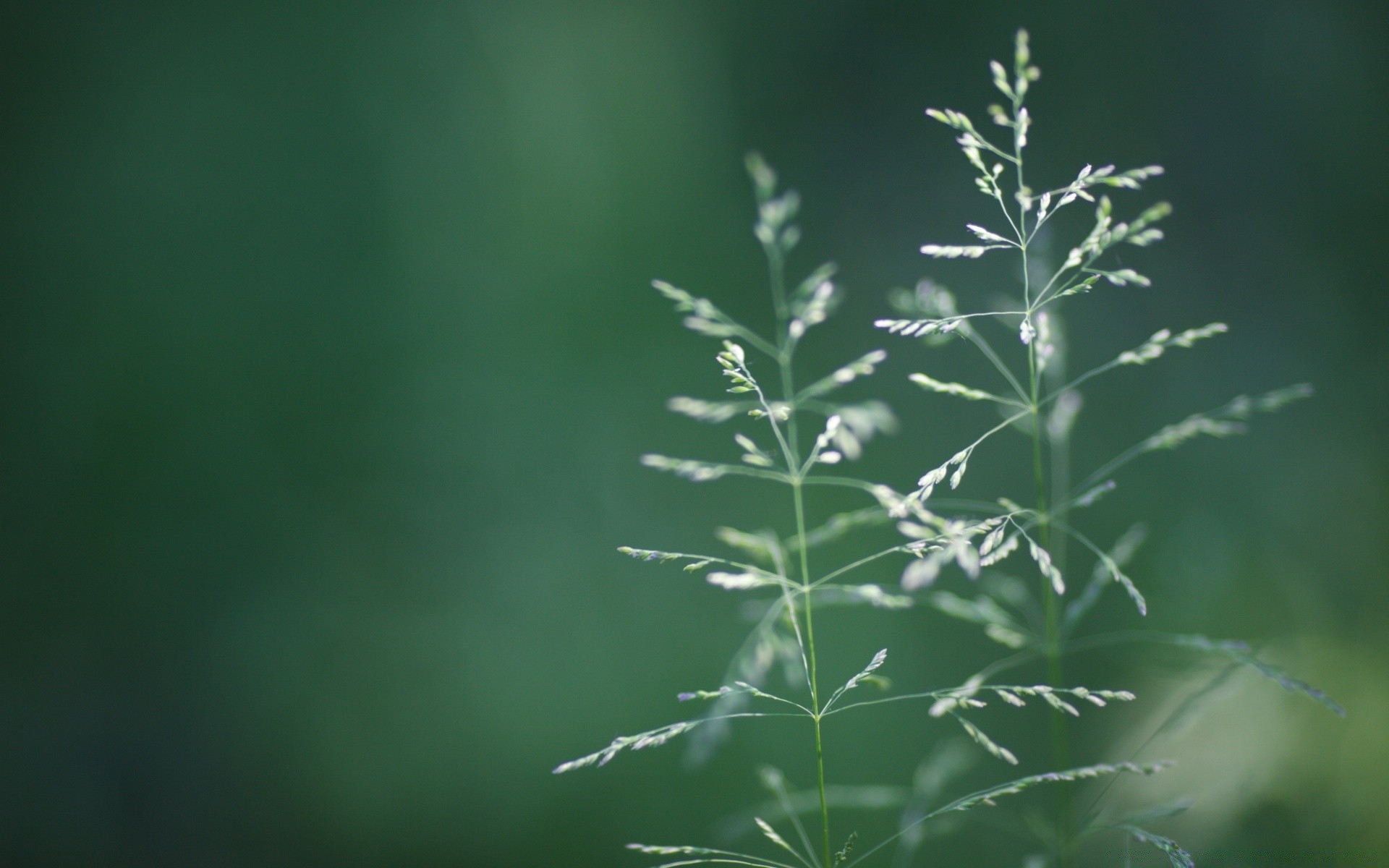 macro leaf nature flora growth grass summer outdoors dawn