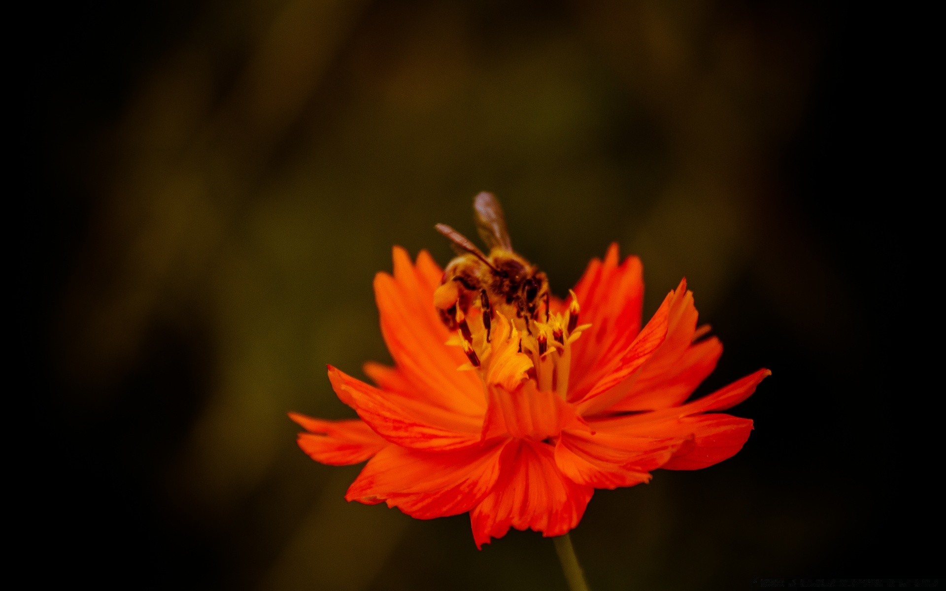 macro flower nature flora color leaf garden petal summer