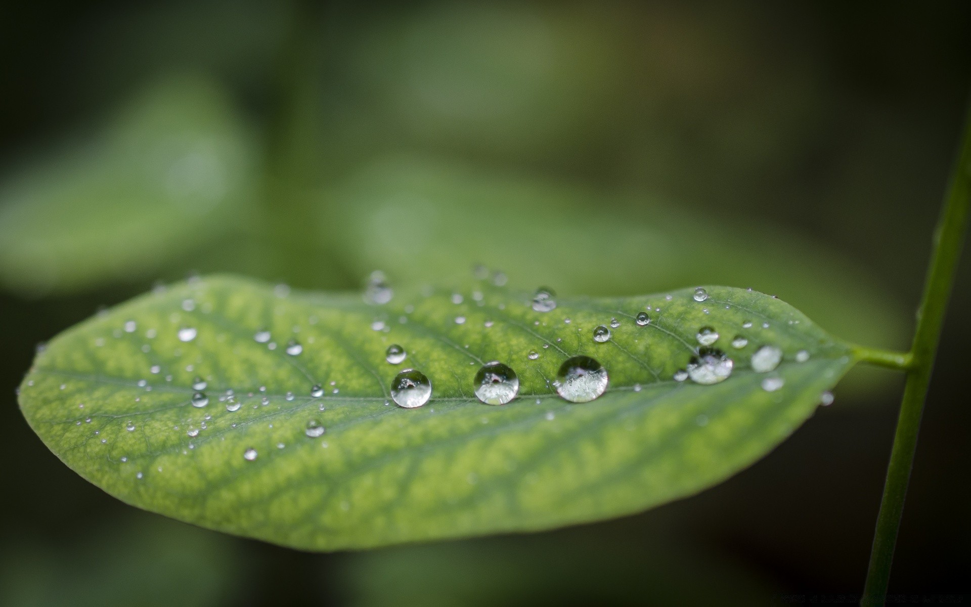 macro pluie feuille rosée chute gouttes flore humide croissance propreté nature gouttes eau jardin environnement été