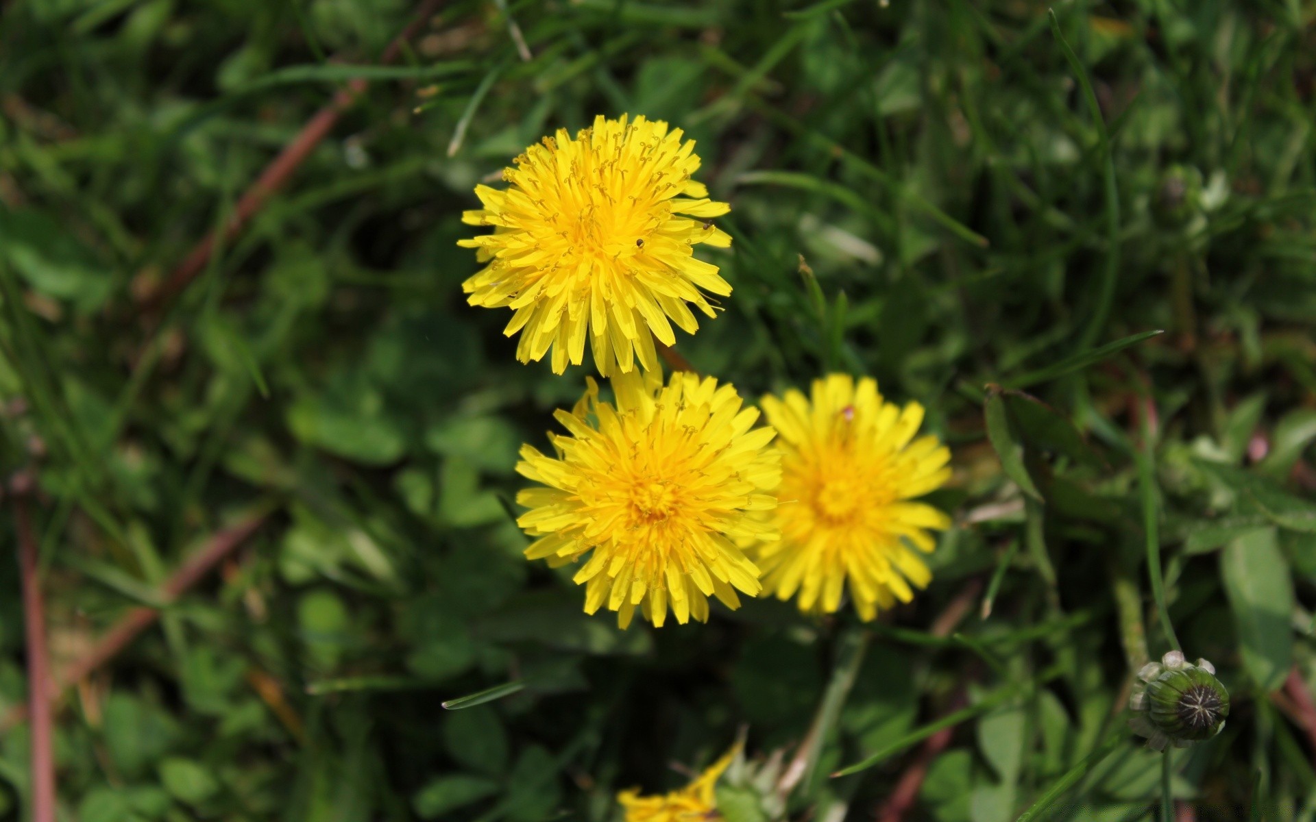 macro nature flower summer grass flora garden outdoors leaf field dandelion bright blooming hayfield floral rural growth petal close-up fair weather