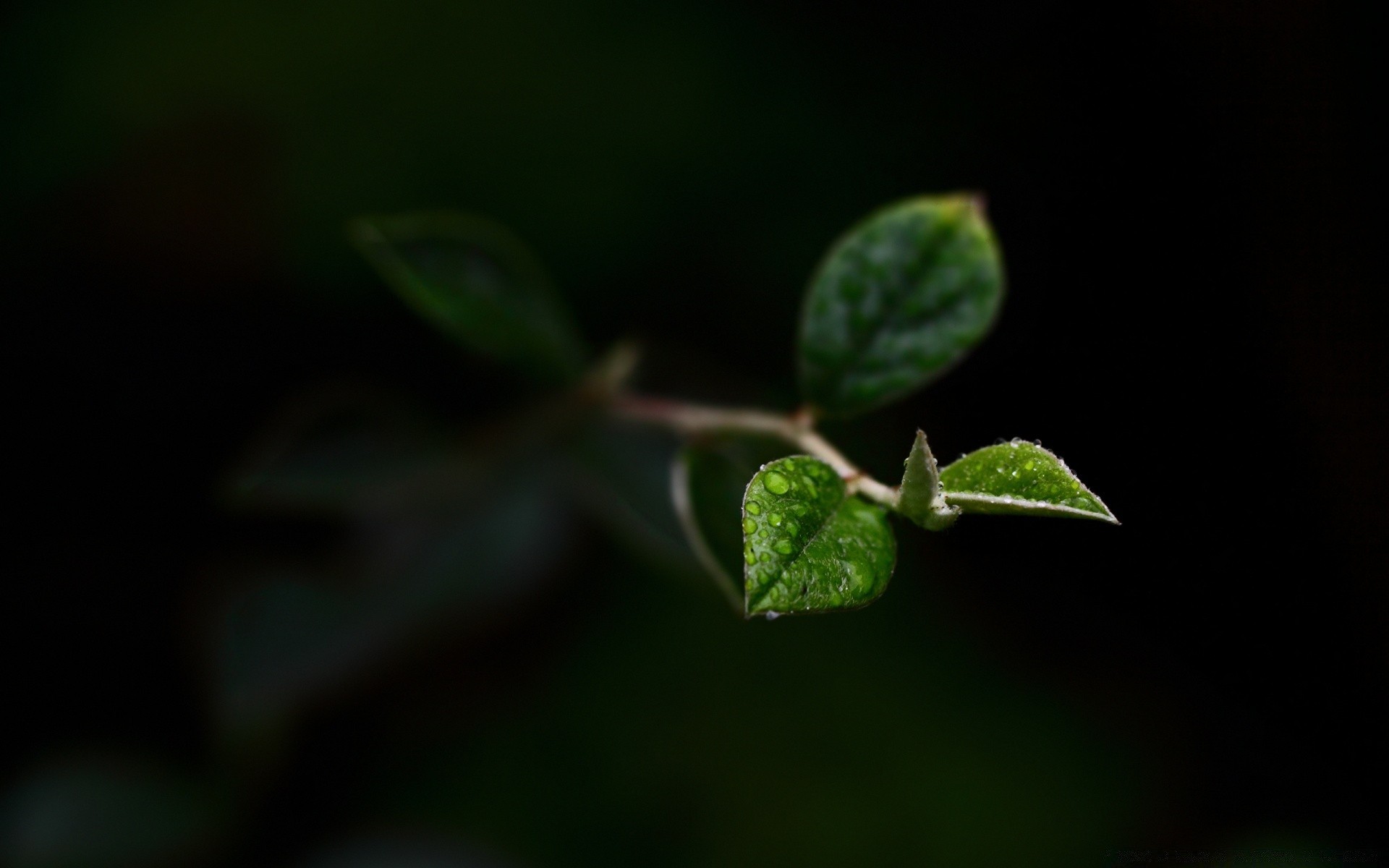 makroaufnahme blatt flora wachstum regen natur baum unschärfe im freien dof garten