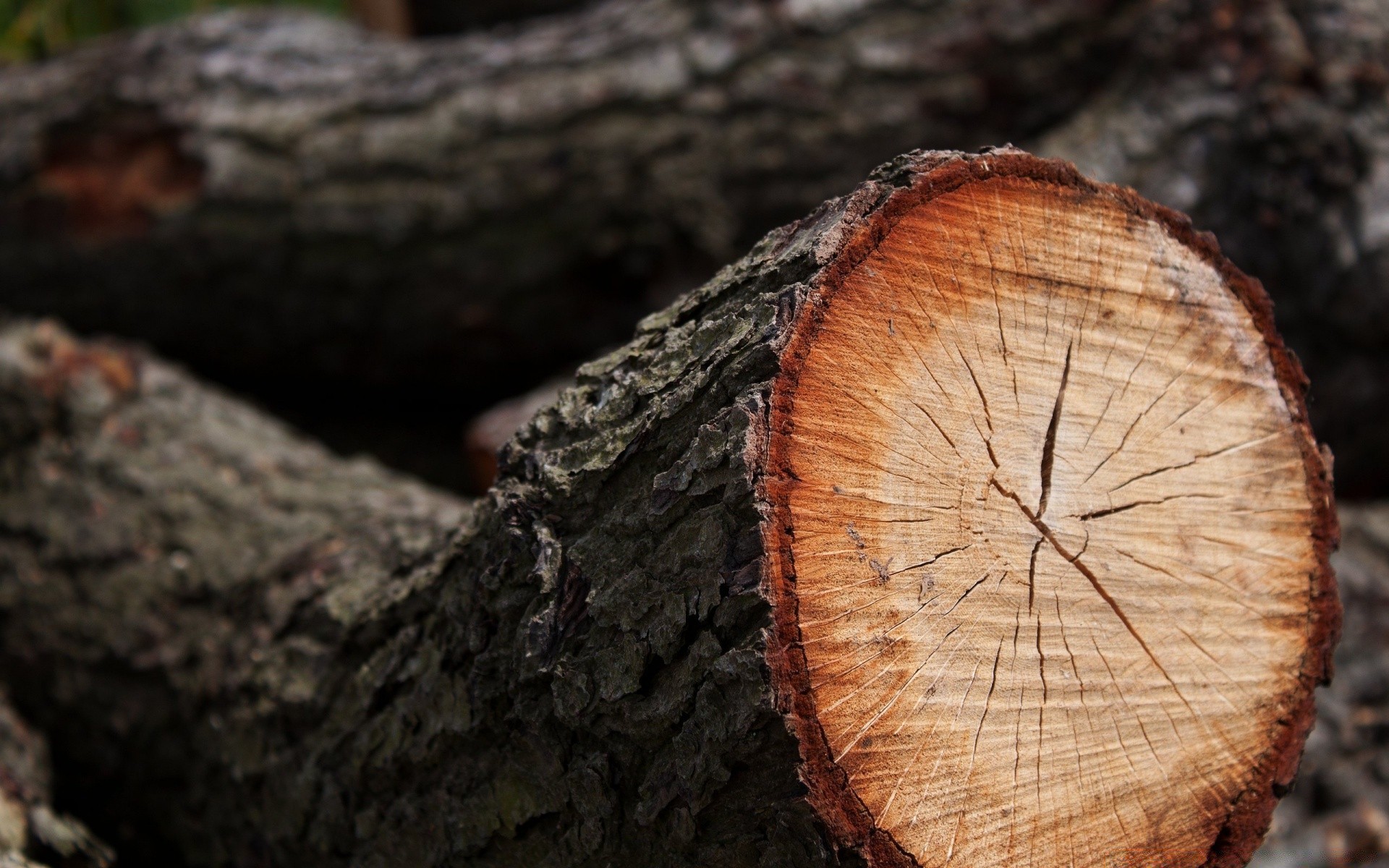 makro holz rinde holz magazin kofferraum brennholz natur stumpf herbst aus holz desktop textur gesehen nahaufnahme umwelt kiefer forstwirtschaft eiche