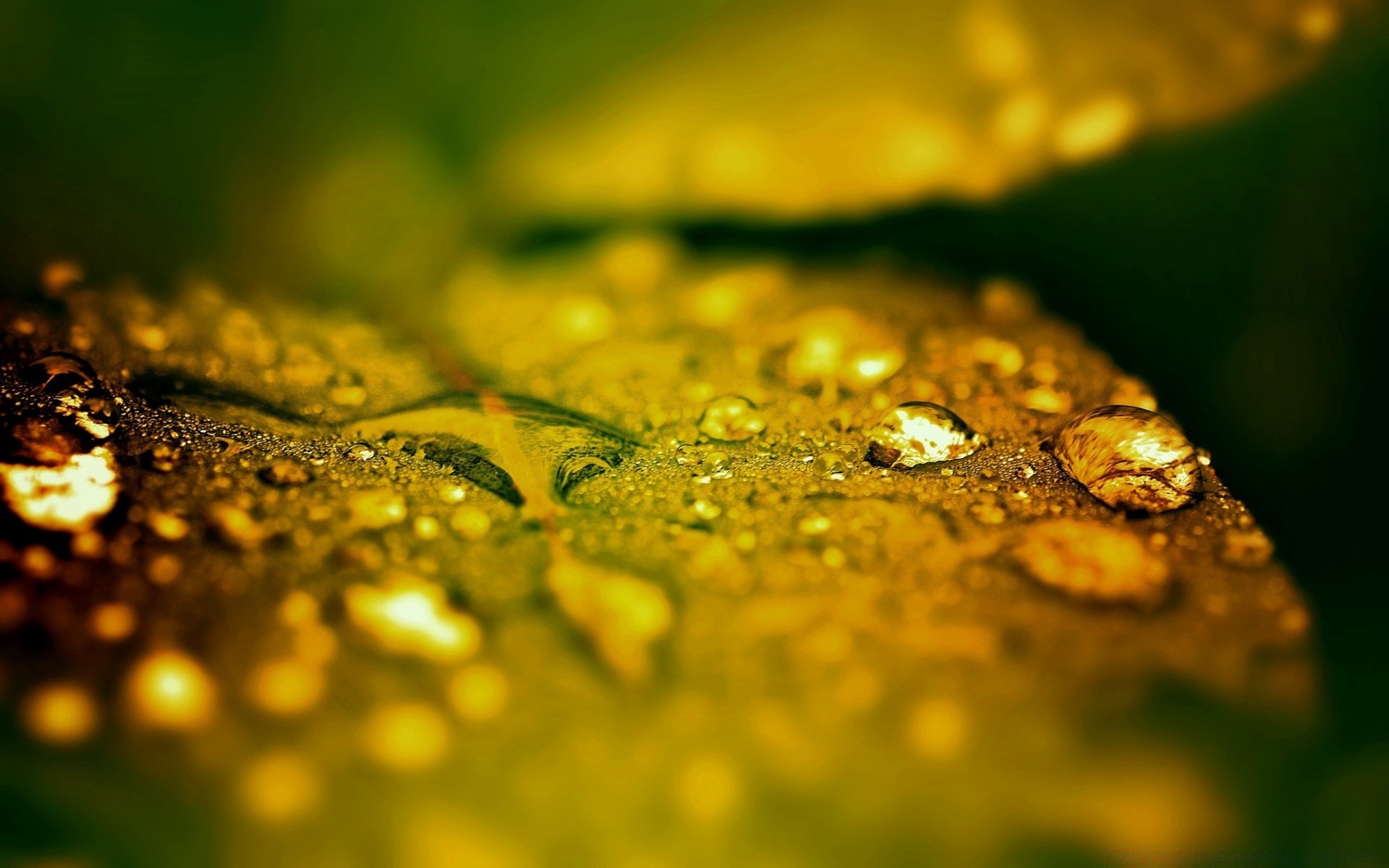 macro caduta sfocatura pioggia natura foglia dop close-up acqua colore liquido luce flora fiore cibo rugiada riflessione oro bagnato alba