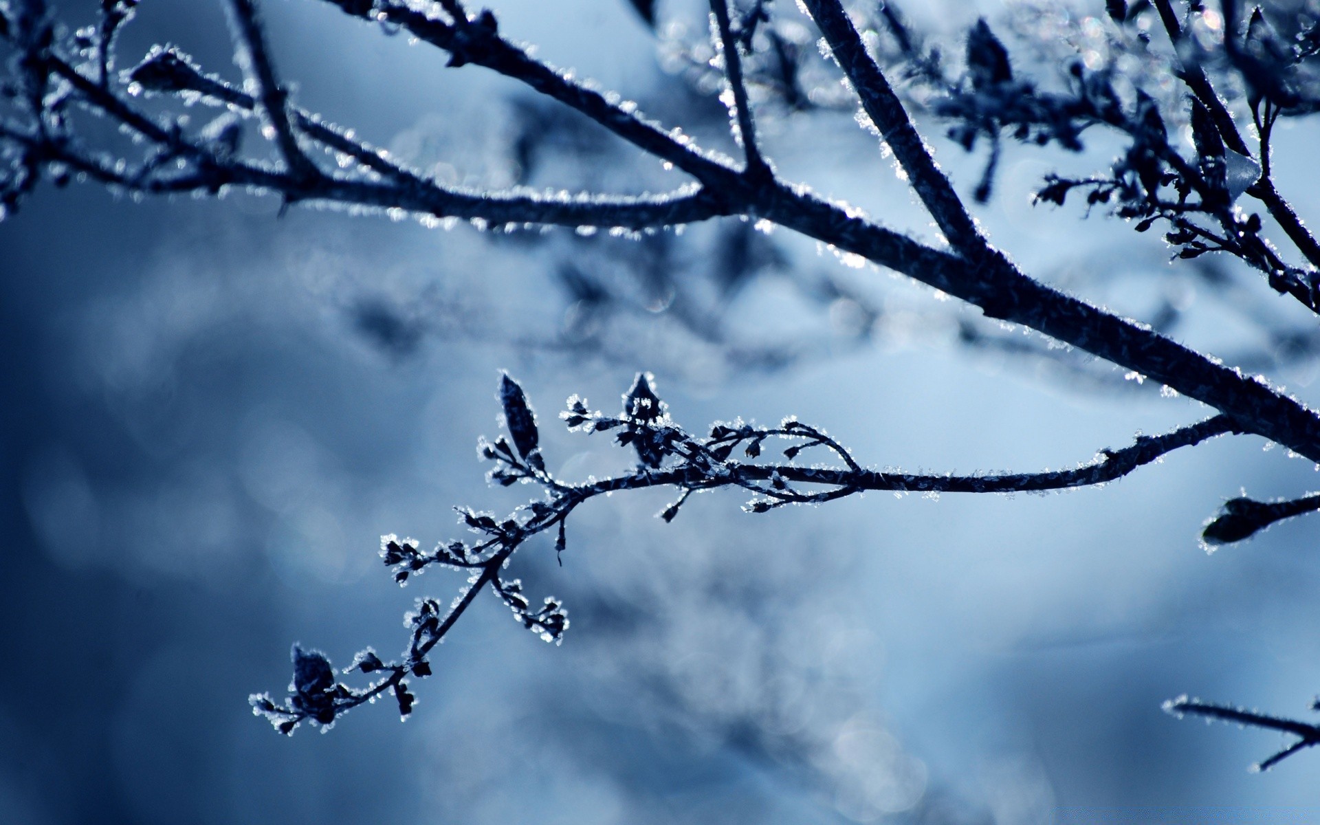 fotografia macro árvore ramo ao ar livre céu natureza inverno geada neve tempo madeira amanhecer paisagem estação frio