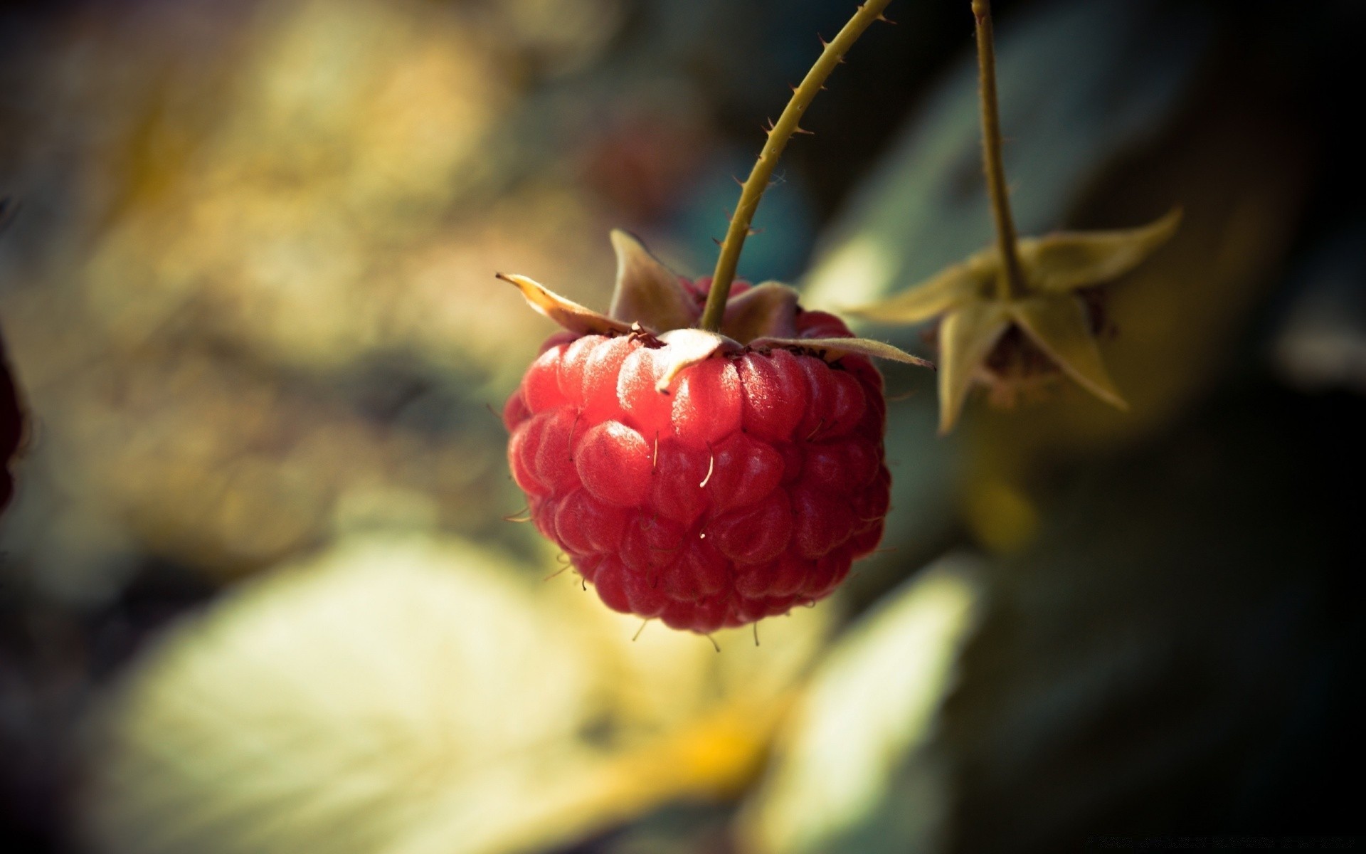 macro fruits alimentaire nature baie feuille jardin confiserie nature morte couleur gros plan