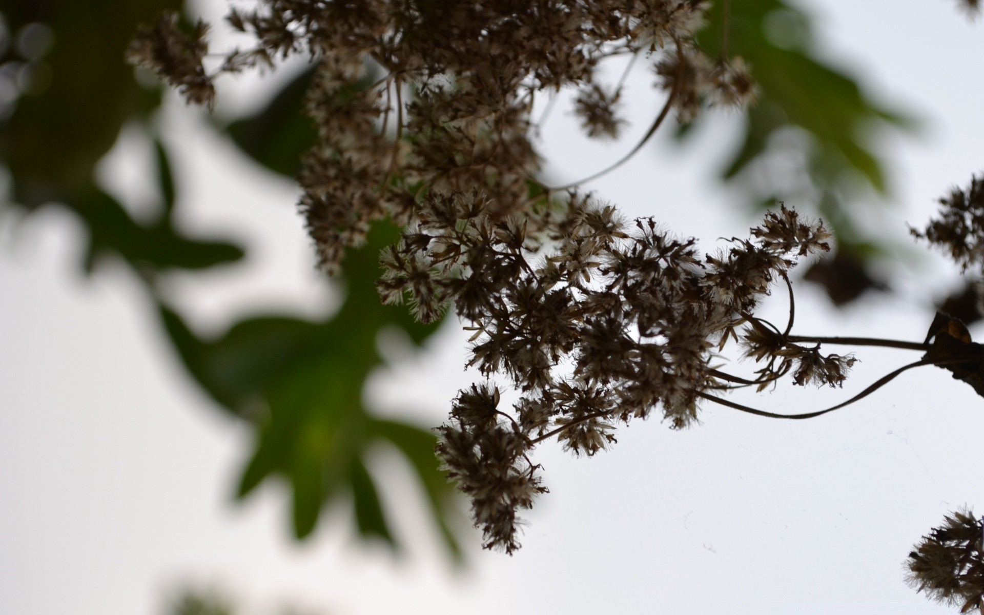 makro fotoğrafçılığı ağaç doğa yaprak şube flora çiçek manzara bahçe güneş yaz park açık havada ortamlar büyüme ışık sezon ahşap yakın çekim masaüstü