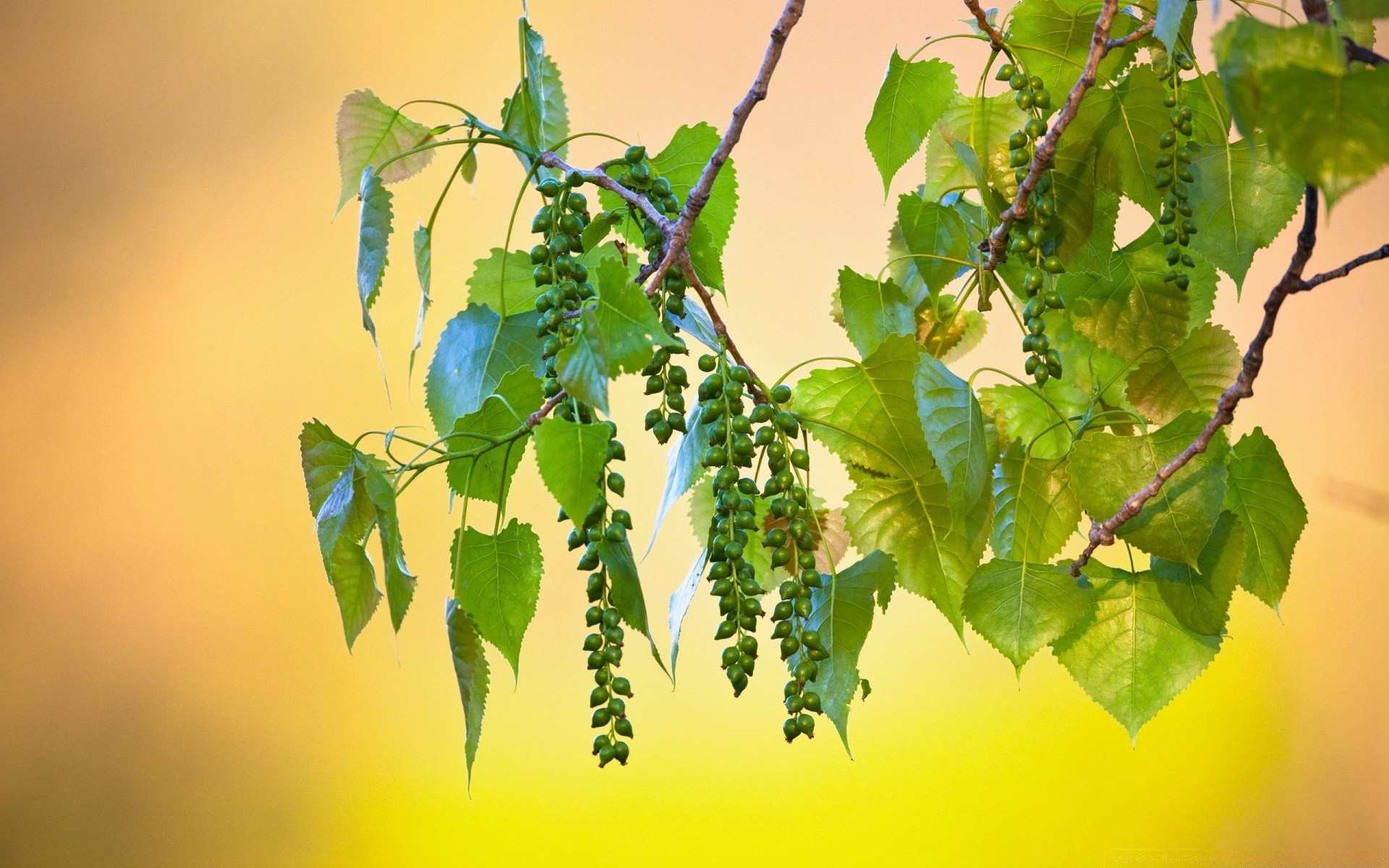 macro leaf growth tree nature flora vine branch garden outdoors environment lush summer fair weather desktop ecology color bright season sun