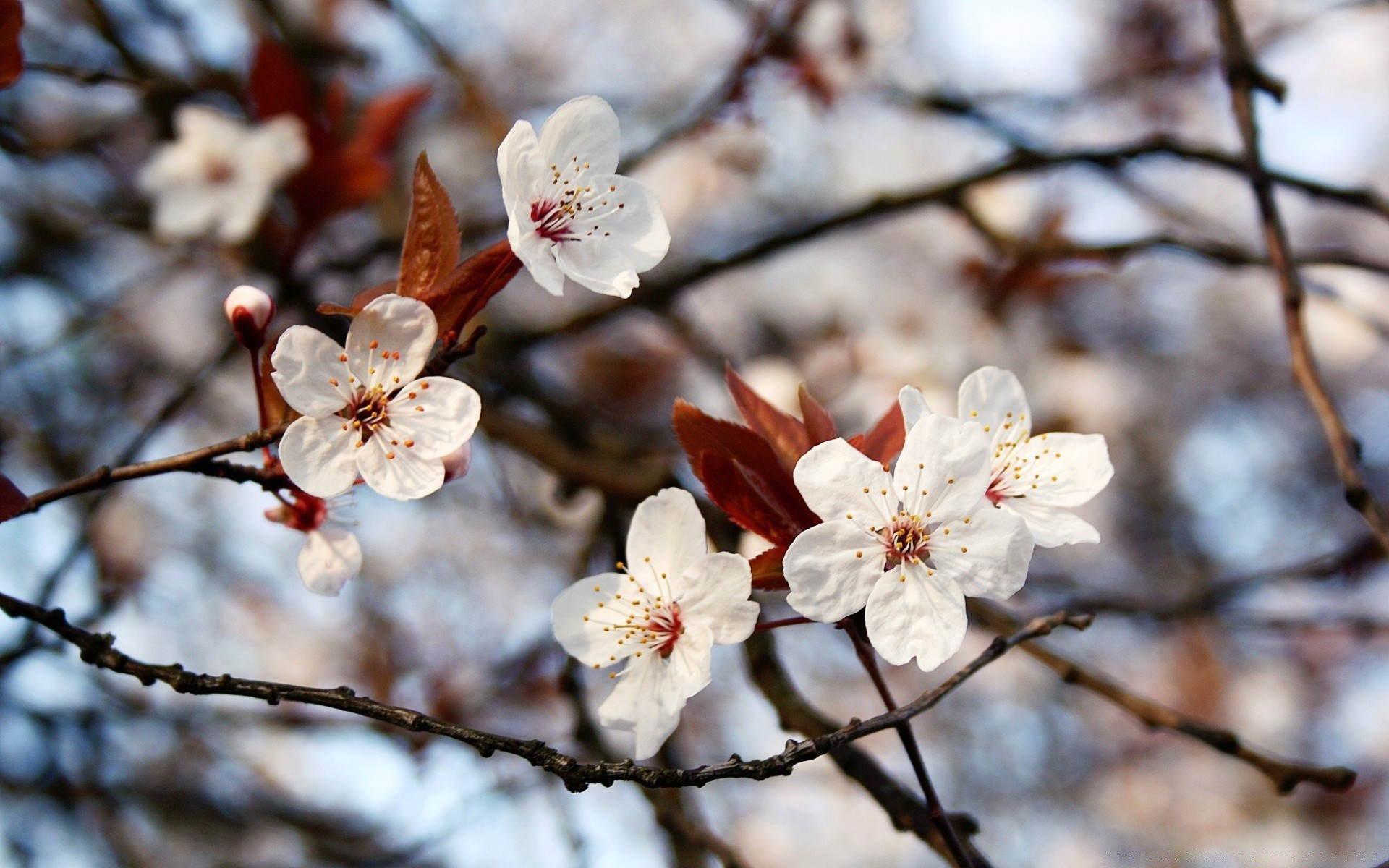 makro kirsche baum zweig blume apfel natur saison pflaumen flora aprikose kumpel blatt im freien wachstum schließen mandel winter blütenblatt blühen