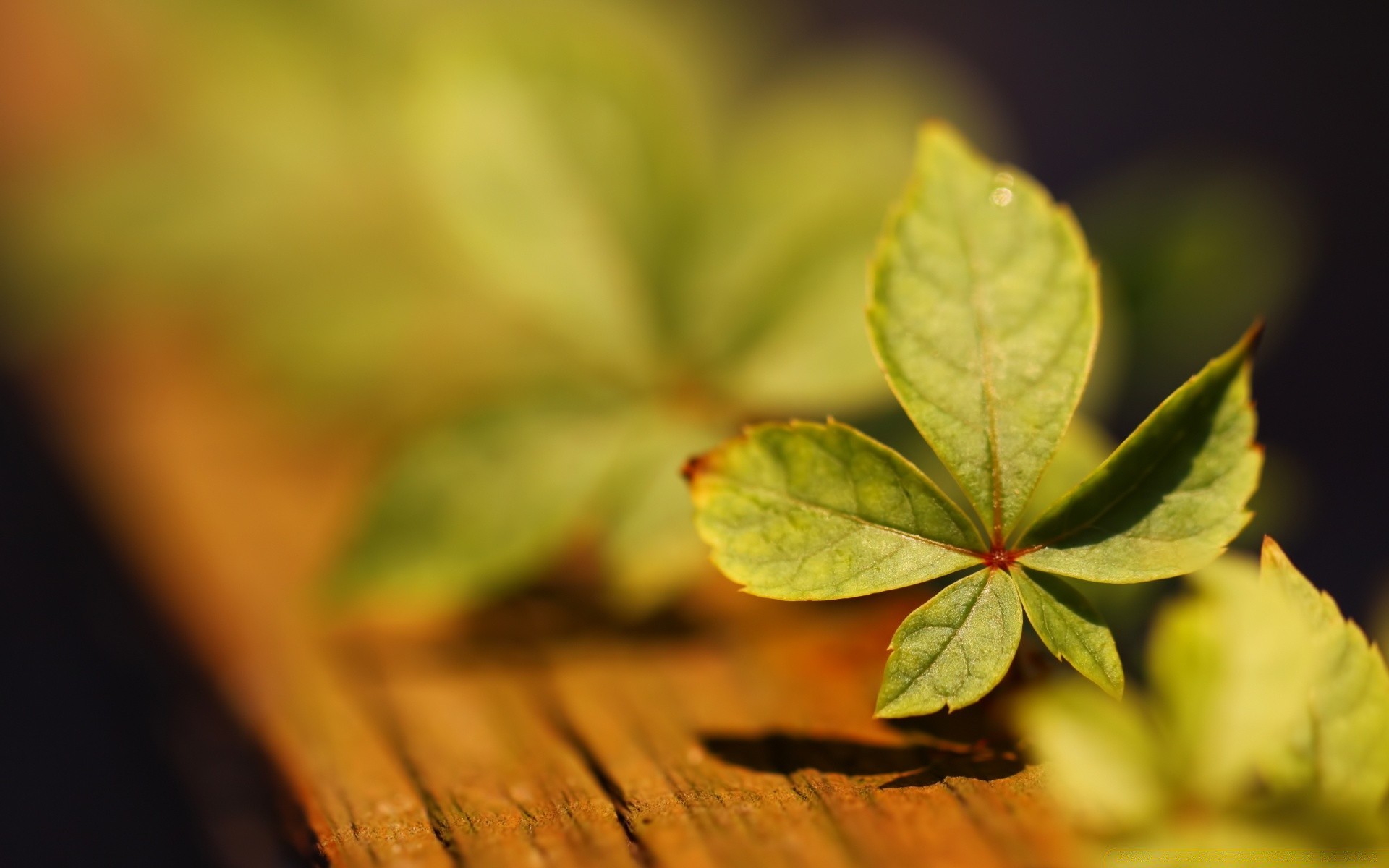 makro fotoğrafçılığı yaprak doğa bulanıklık flora büyüme sonbahar açık havada ahşap ağaç güzel hava dof