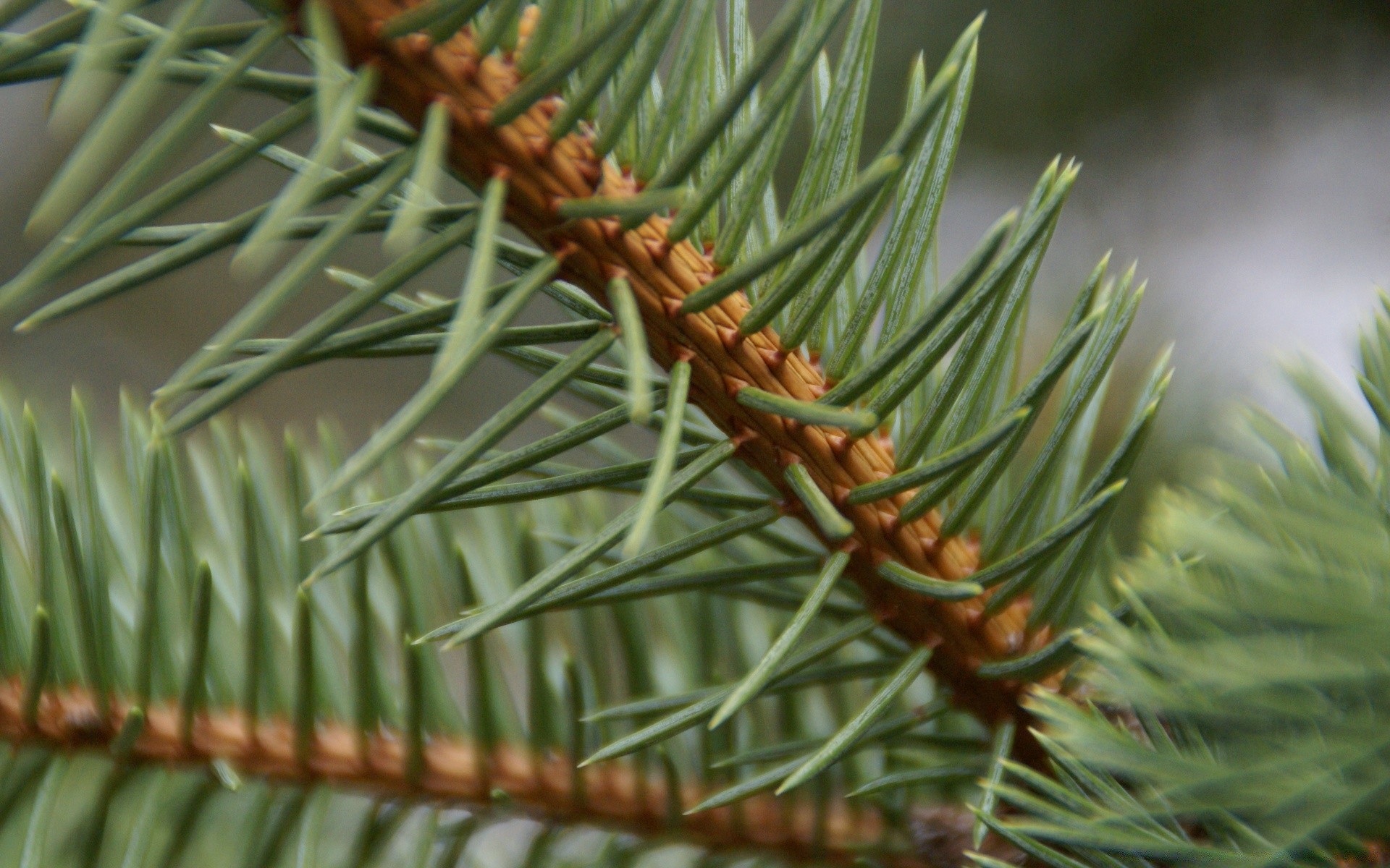 macro aiguille arbre evergreen pin noël conifères hiver branche nature conifères sapin à l extérieur feuille épinette bois décoration forte conique flore