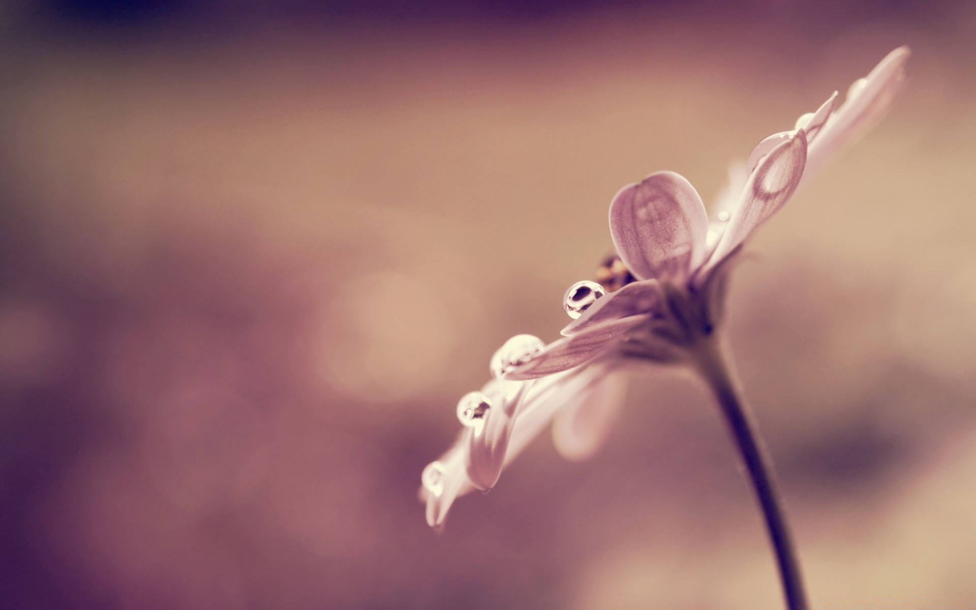 macro flower nature blur flora delicate desktop color beautiful garden