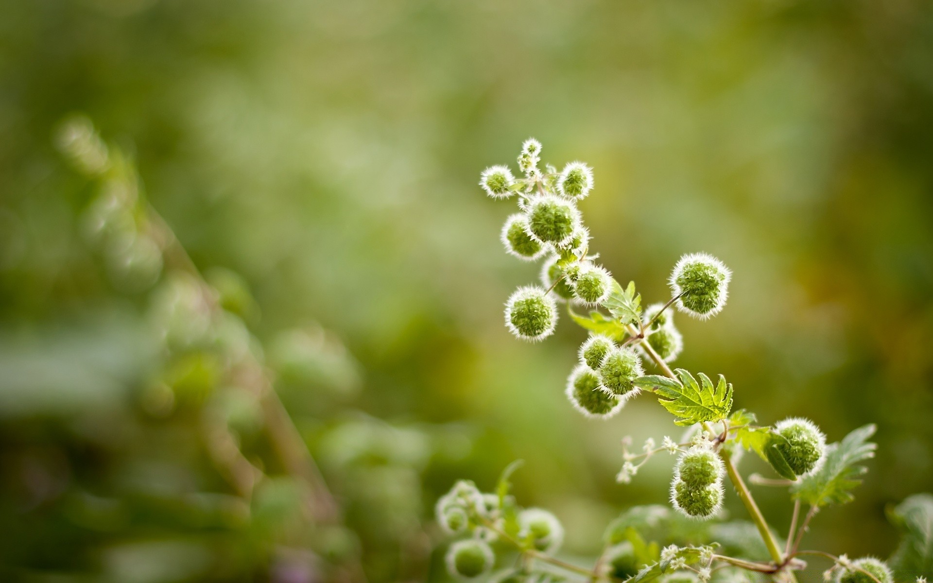 makroaufnahme blatt flora natur wachstum garten schließen gras sommer baum umwelt blume frische filiale im freien jahreszeit regen farbe desktop