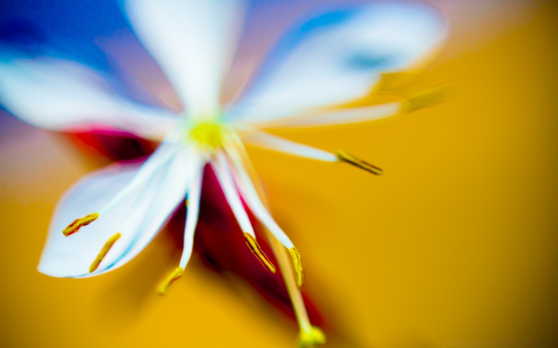 makro fotoğrafçılığı bulanıklık çiçek doğa yaprak parlak yaz flora renk