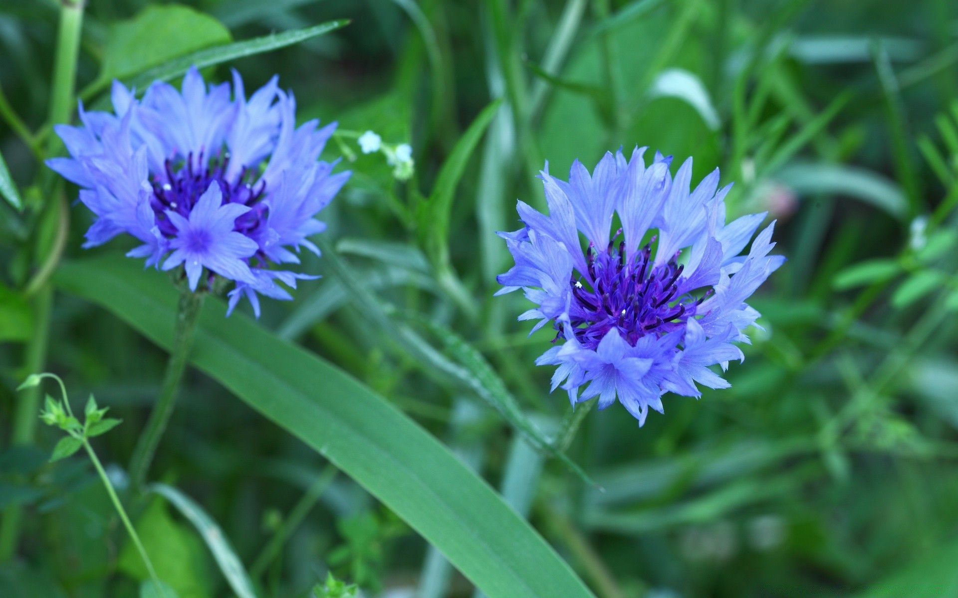 makroaufnahme blume natur flora sommer garten blühen blatt blütenblatt blumen heuhaufen feld schließen gras wachstum saison hell kornblume wild im freien