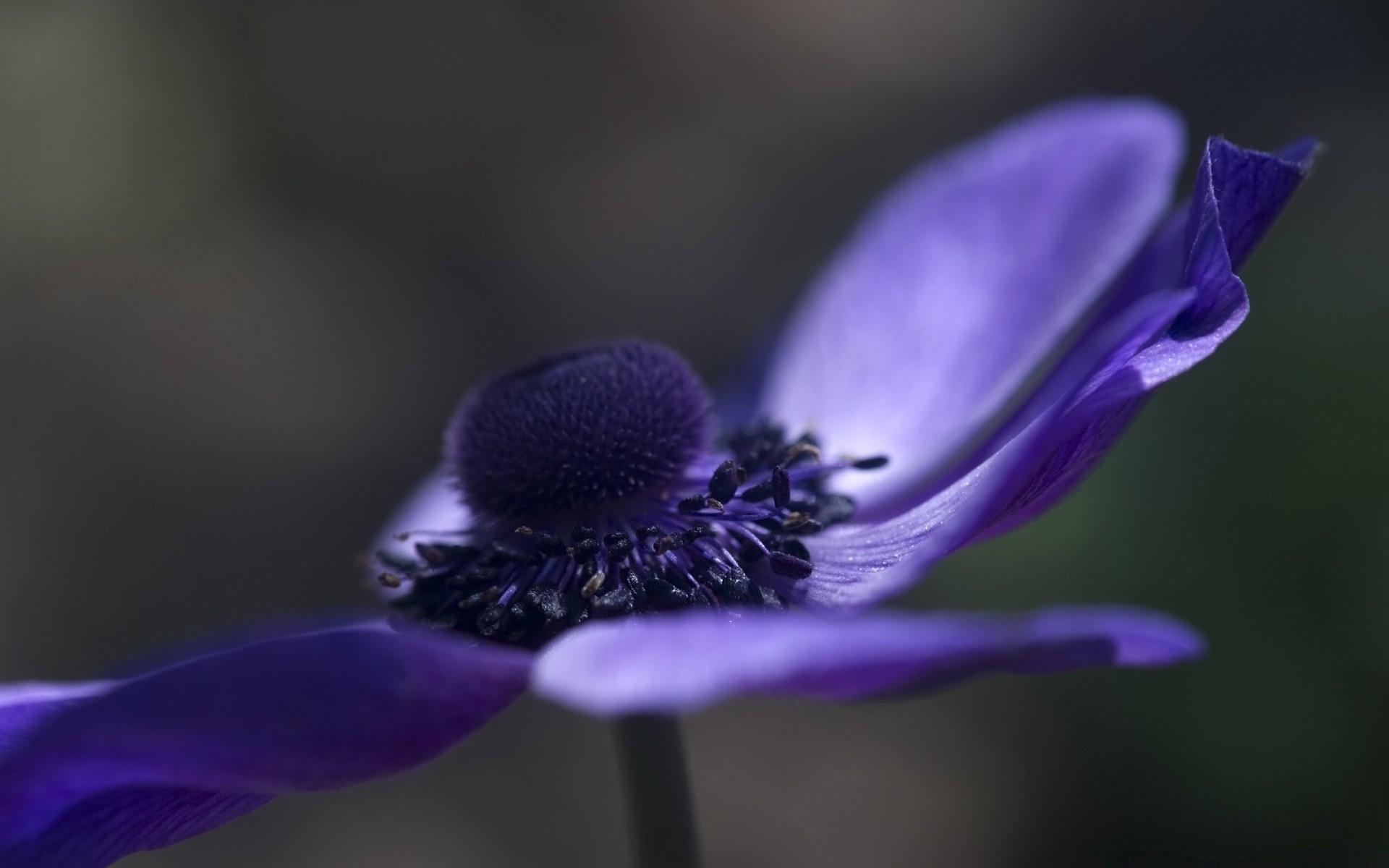 macro flower blur nature flora garden delicate close-up leaf outdoors summer petal color