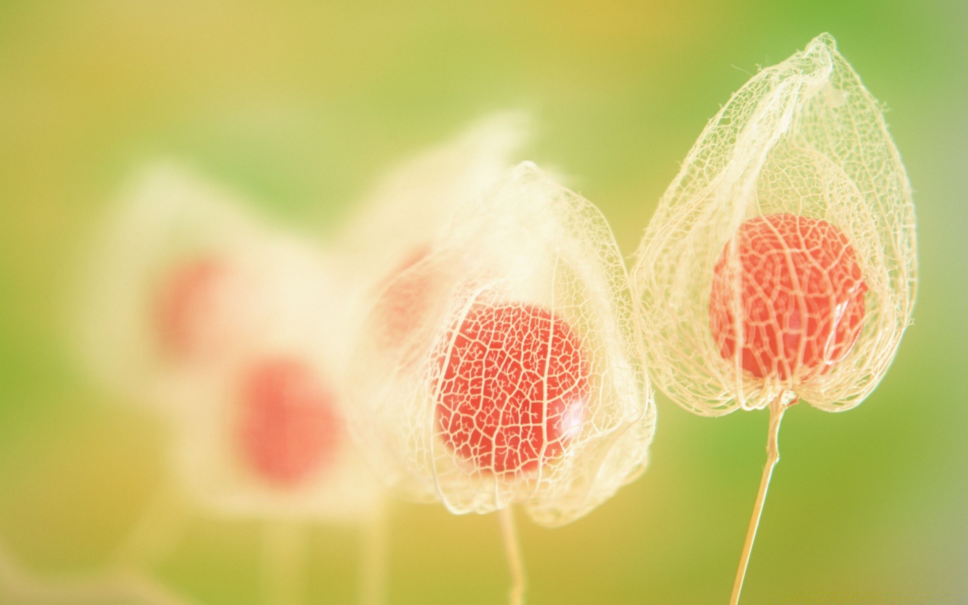 macro nature summer bright leaf flora garden close-up flower growth color outdoors desktop