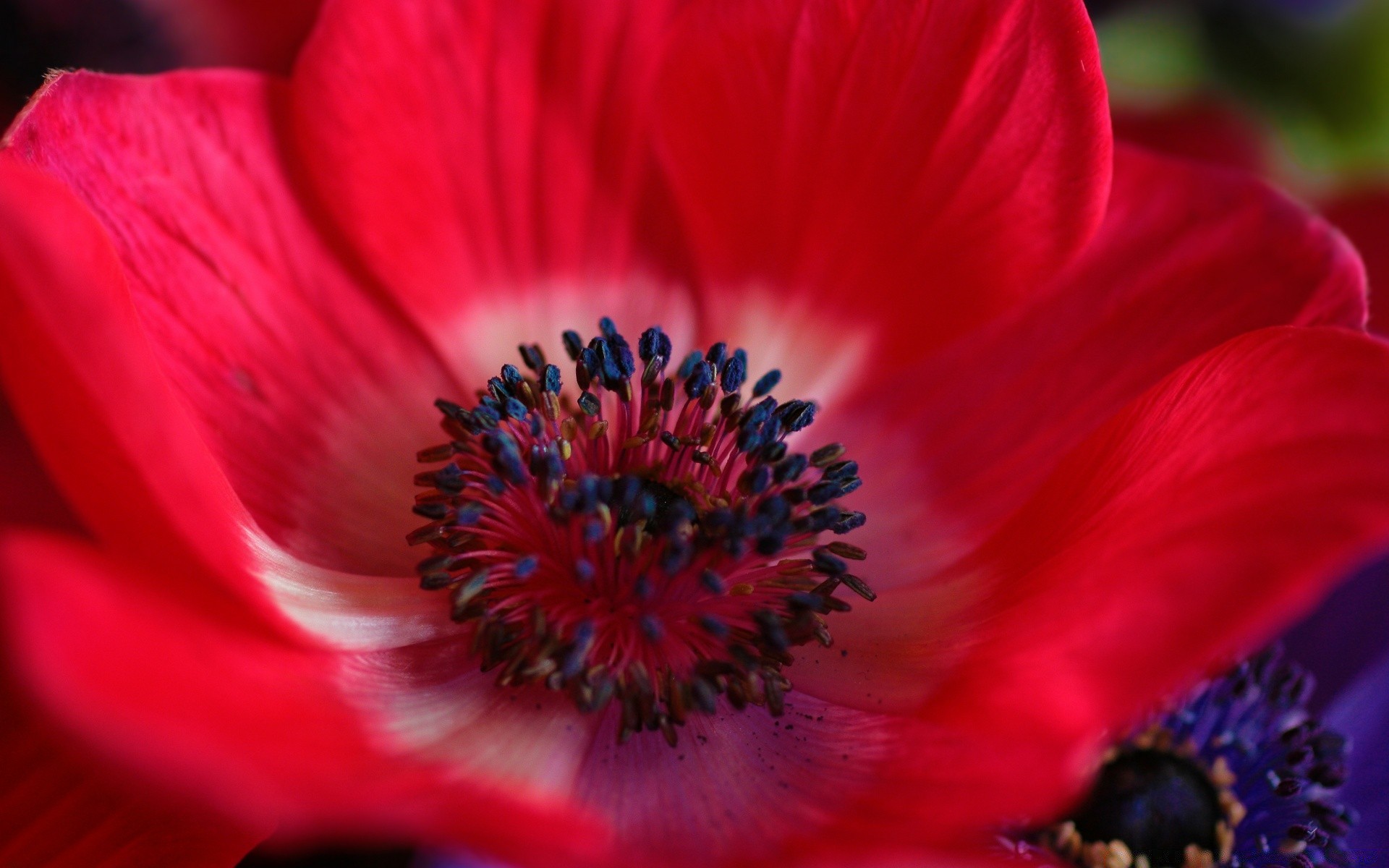 macro flower nature flora summer petal color garden floral blooming beautiful close-up pollen bright leaf love rose