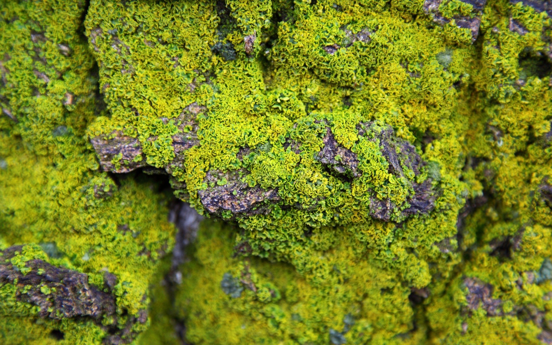 macro nature flora moss desktop leaf flower color close-up garden wood floral summer tree texture outdoors growth lichen park season