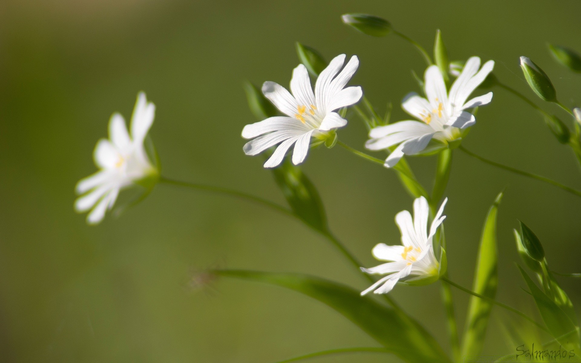 macro nature flower flora summer leaf garden outdoors grass wild growth bright blur