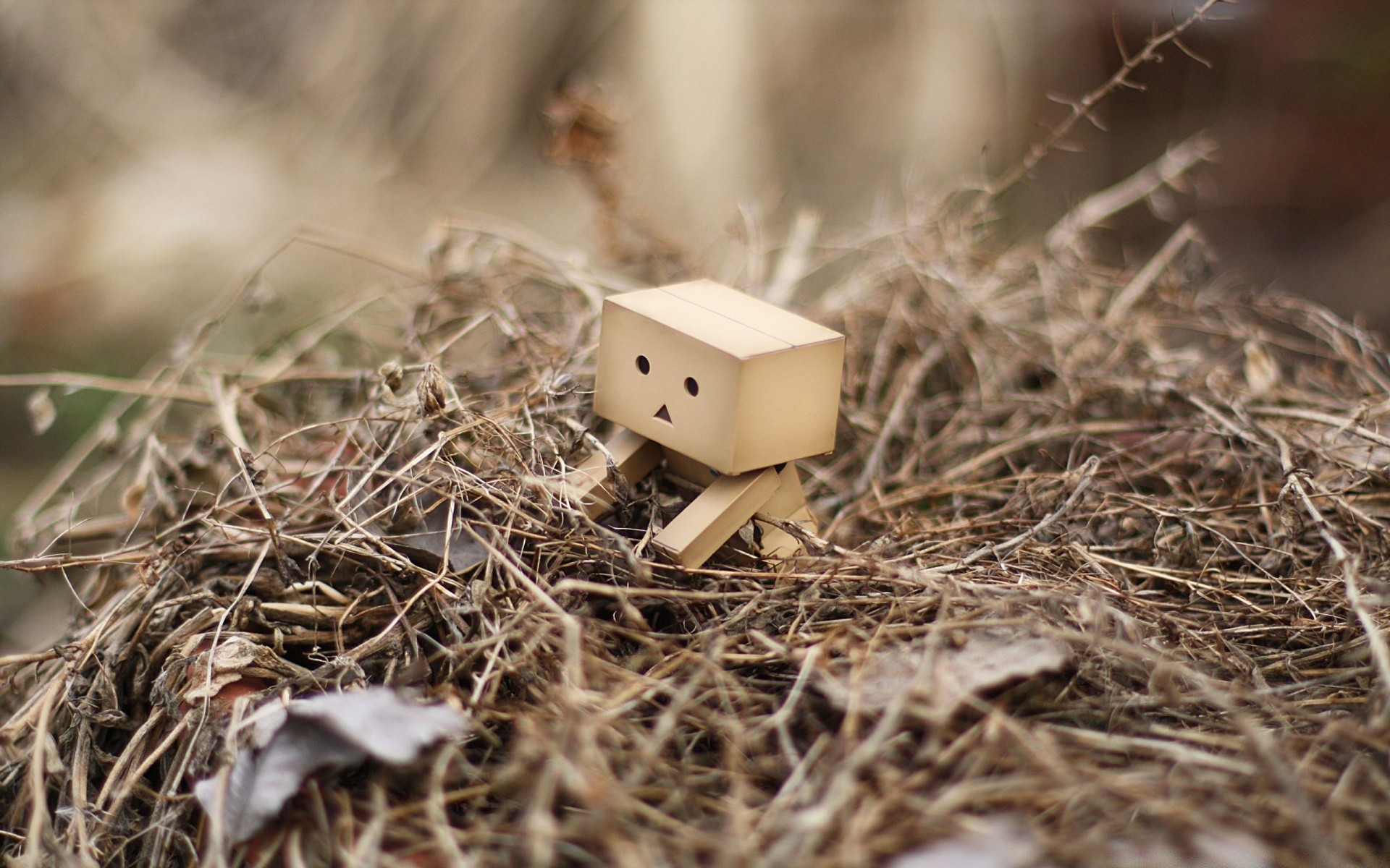 macro nature wood nest grass food bird tree family hay