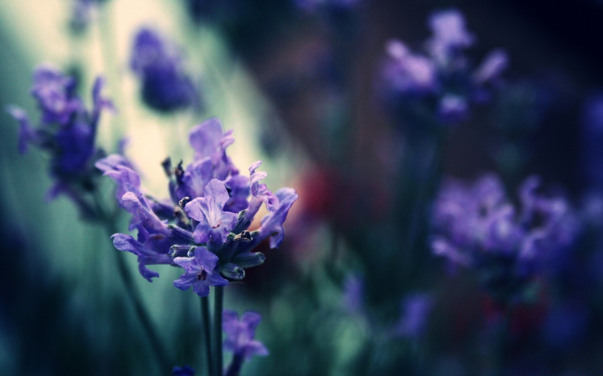 macro fleur nature flore jardin été feuille croissance floral à l extérieur bluming couleur pétale violet saison champ gros plan lumineux foin lavande