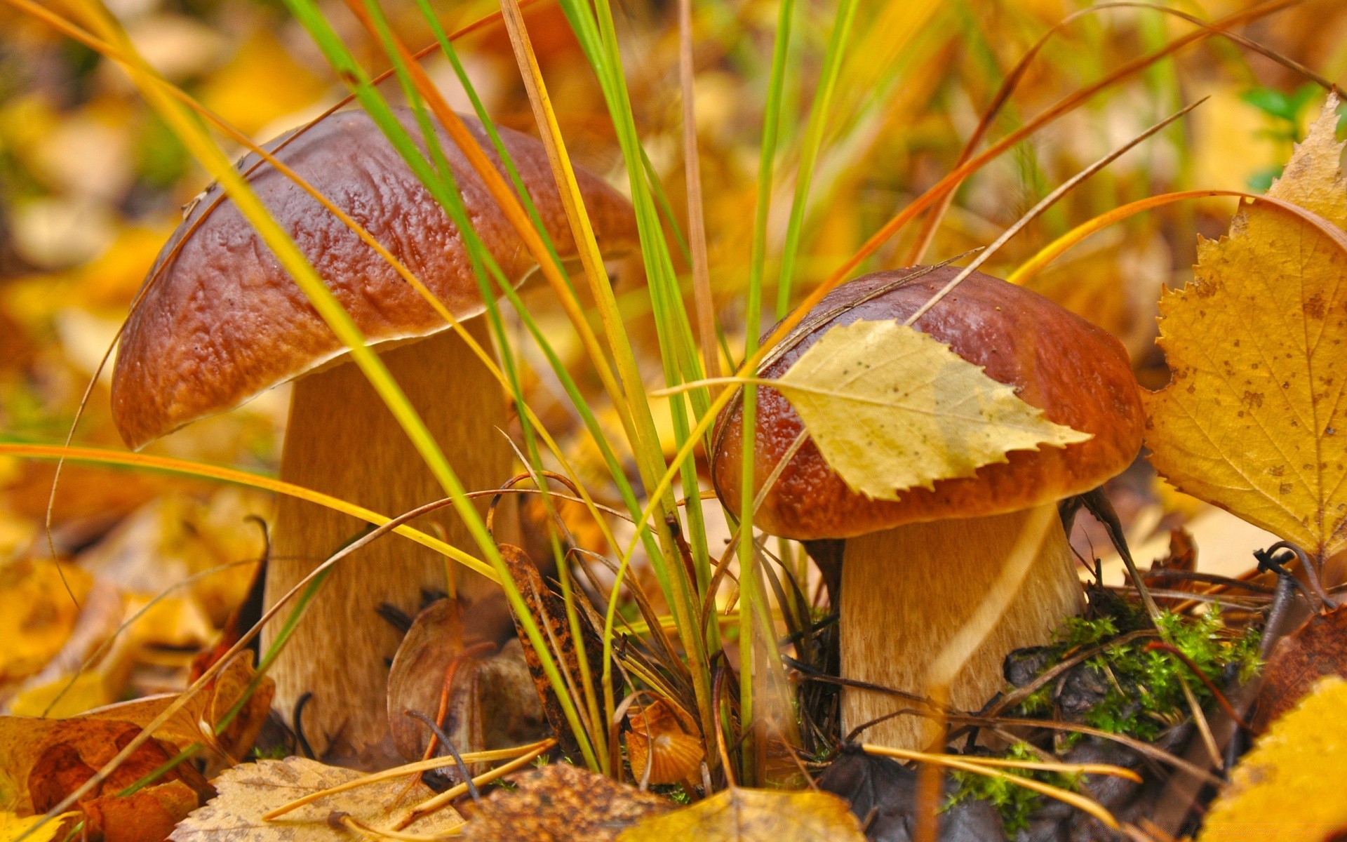 macro automne nature feuille saison champignon bois à l extérieur herbe flore champignon borovik alimentaire gros plan arbre été couleur pâturage comestible croissance