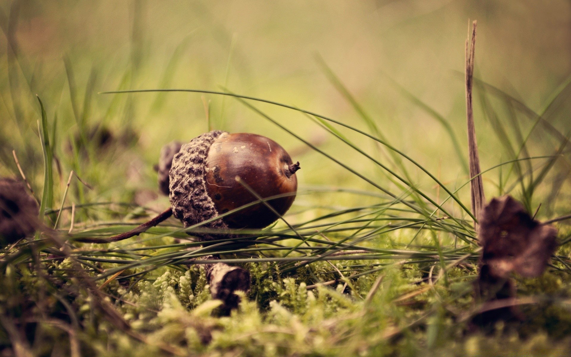 macro naturaleza hierba al aire libre salvaje vida silvestre comida madera primer plano