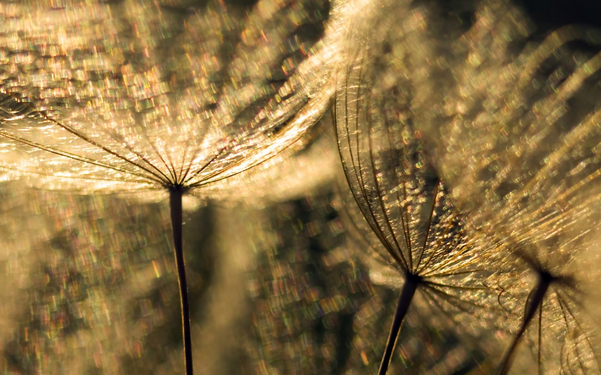 macro natureza ao ar livre flora abstrato verão crescimento área de trabalho amanhecer céu