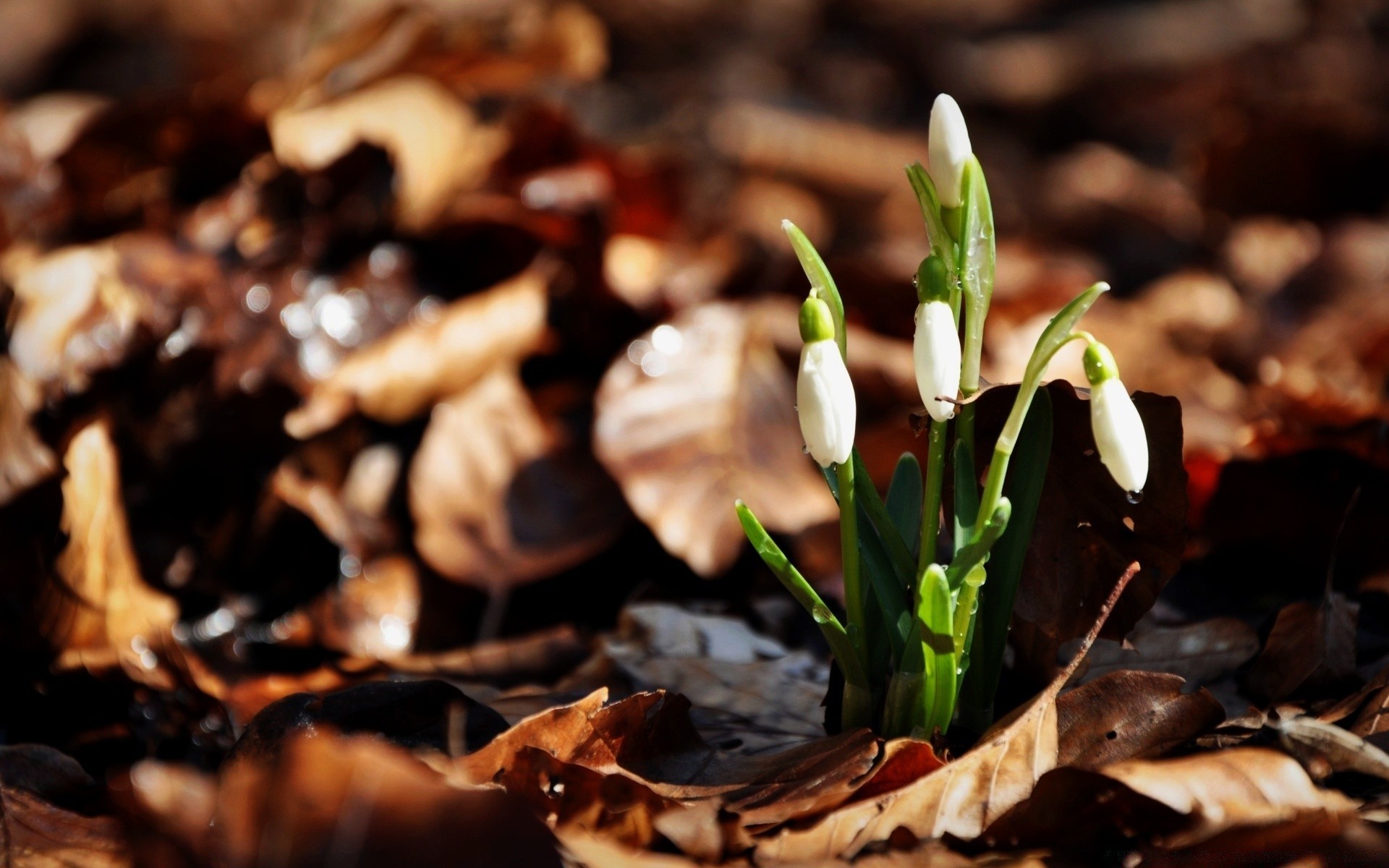 macro nature feuille alimentaire automne bois à l extérieur gros plan saison hiver flore