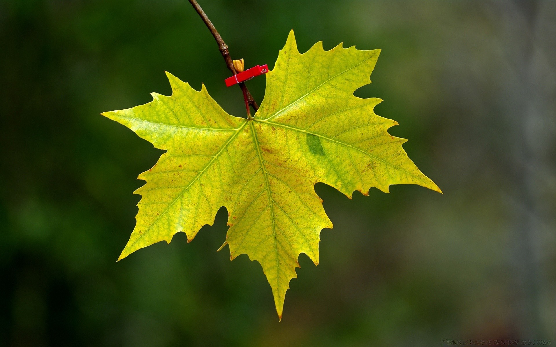 macro fotografia foglia autunno natura acero albero vivid all aperto in legno flora stagione di colore crescita