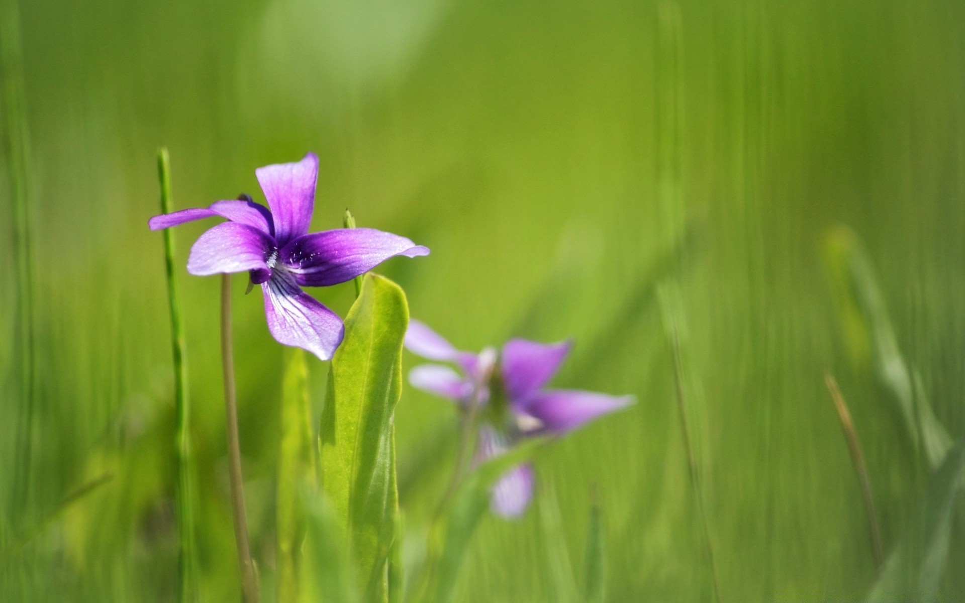 makroaufnahme natur flora blume gras sommer blatt im freien unschärfe wachstum heuhaufen garten hell gutes wetter feld